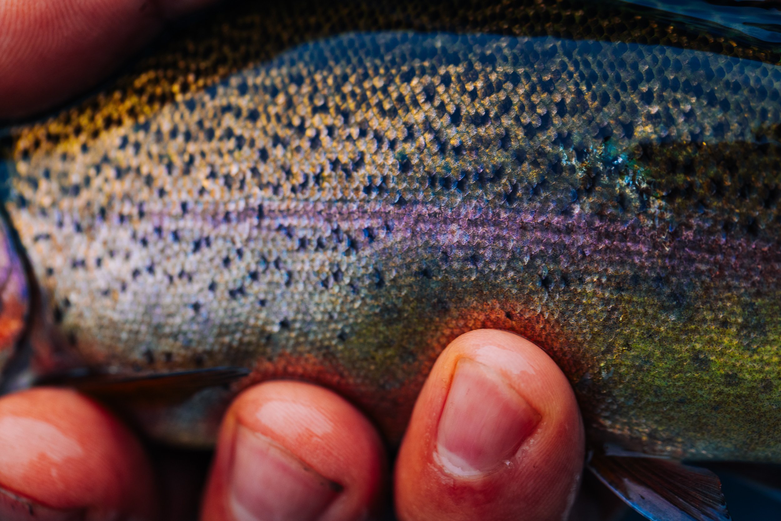 Kennebec with Logan_Mat Trogner_Searching the Shadows Sept2025-43.jpg