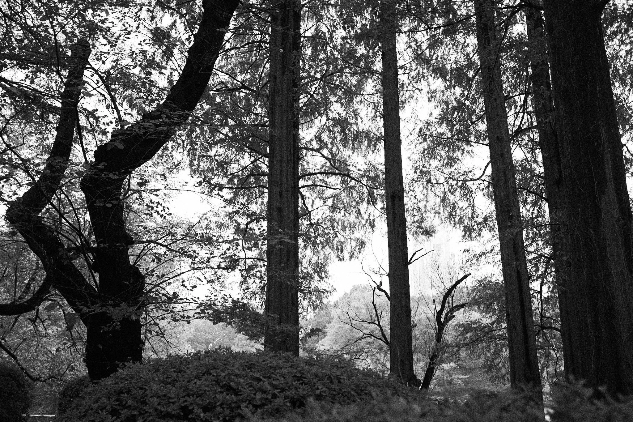 japan_00891.jpg