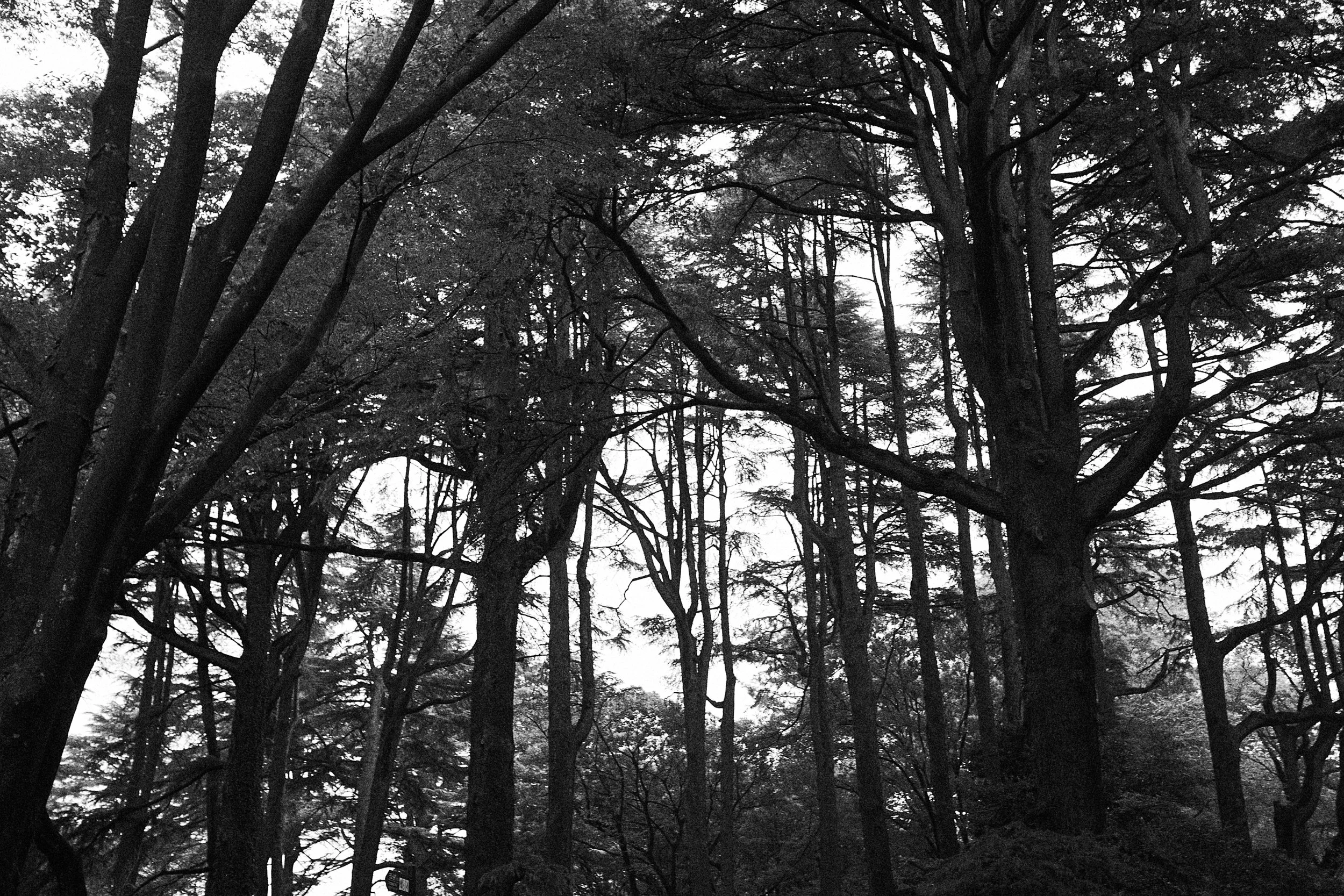 wood