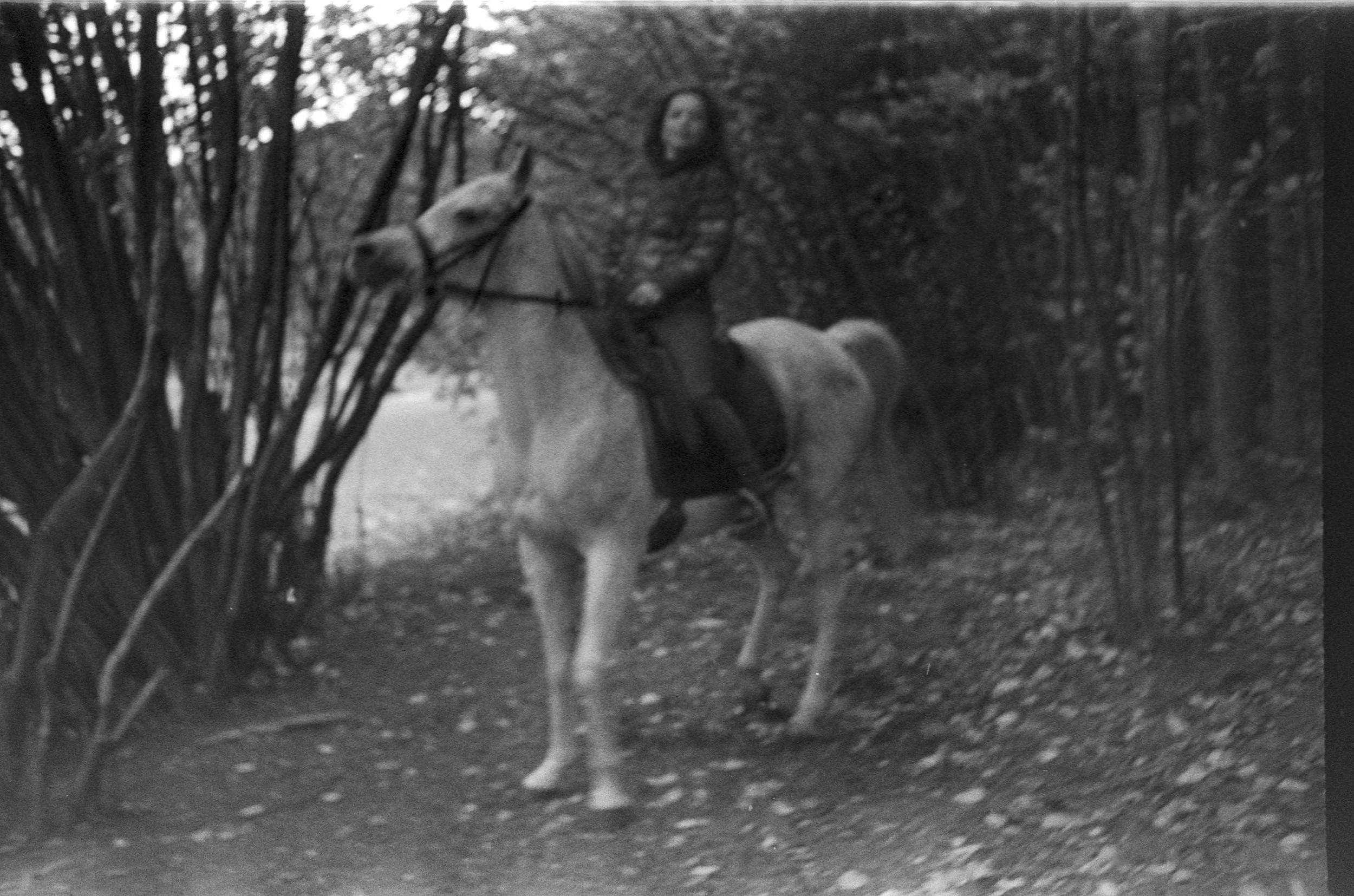 ARABIAN_HORSE26.jpg