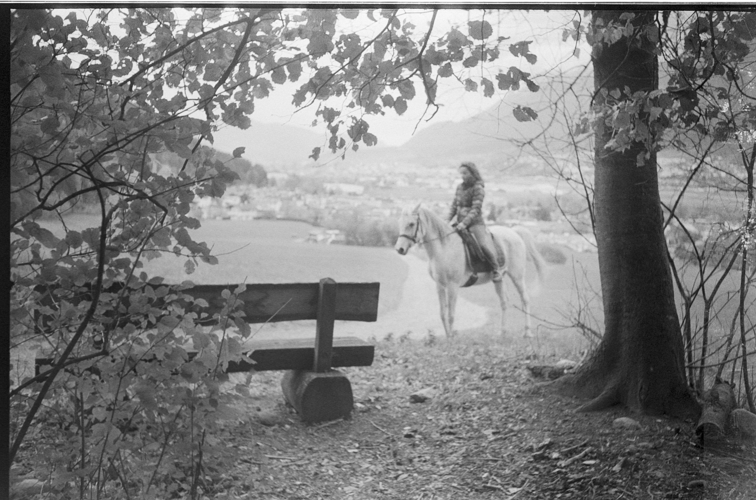ARABIAN_HORSE30.jpg
