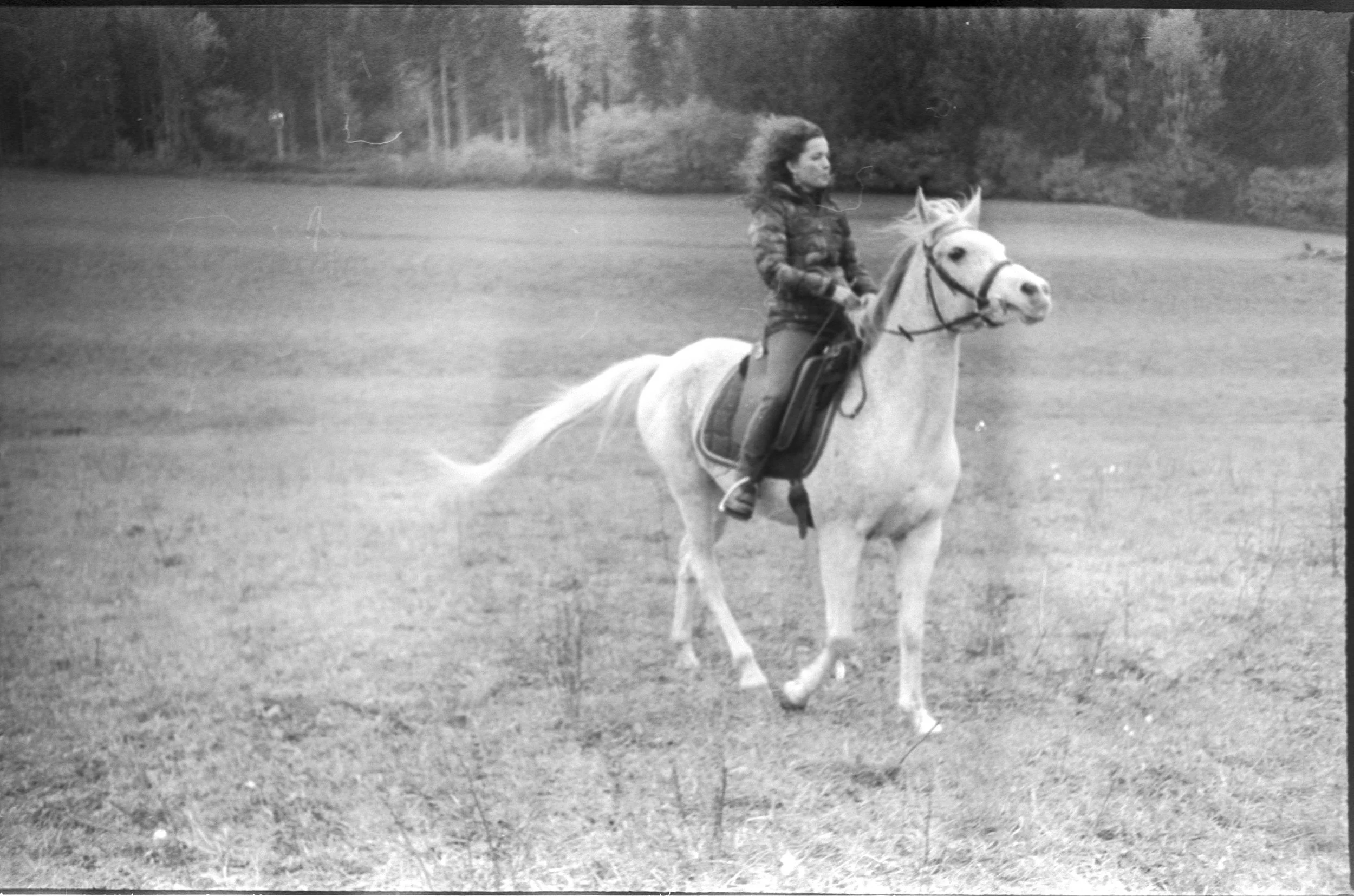 ARABIAN_HORSE17.jpg