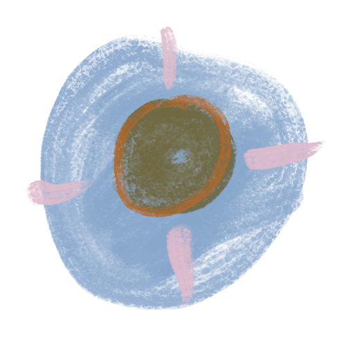 A close-up view of a human ovum (egg cell) under a microscope, with surrounding structures.