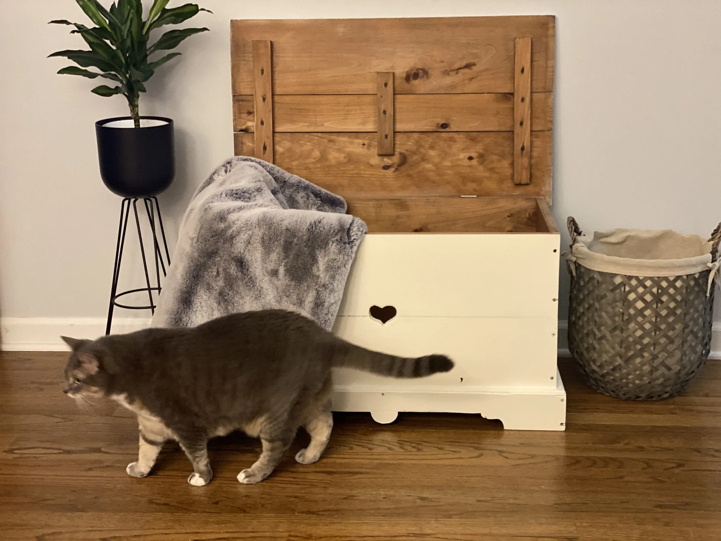 A brown and white tabby cat walking past a white wooden storage box with a heart-shaped cutout. There is a tall, black planter with a green plant on a stand to the left. A blanket is draped over the storage box. In the background, there is a wooden w