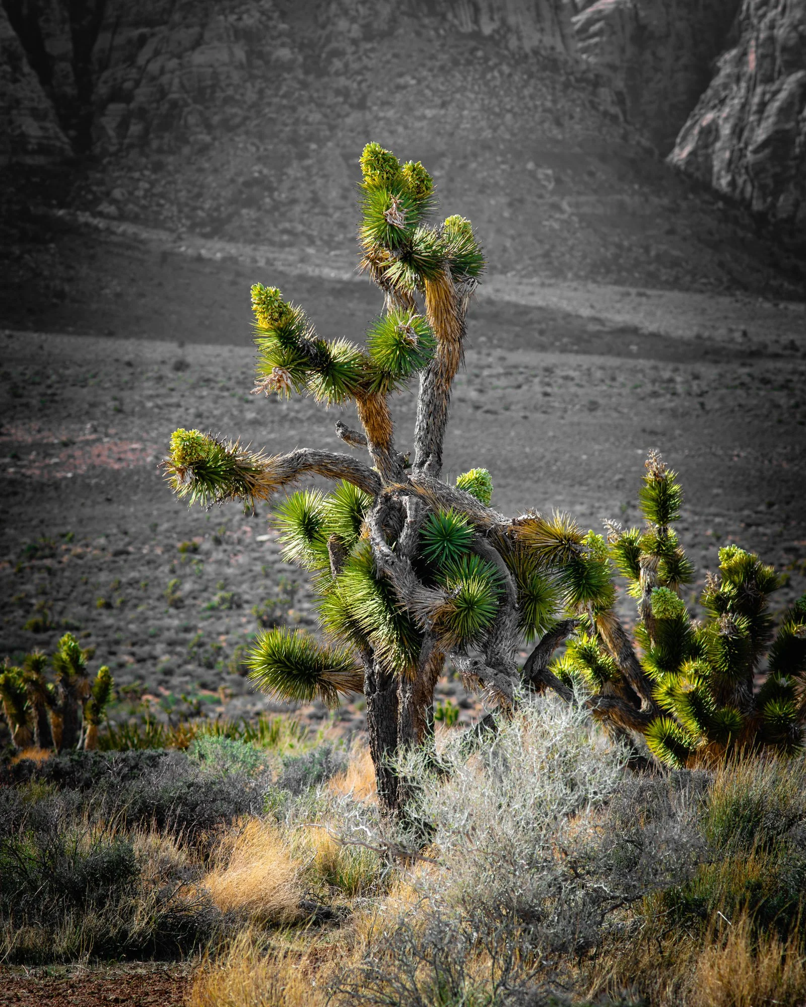Joshua Tree