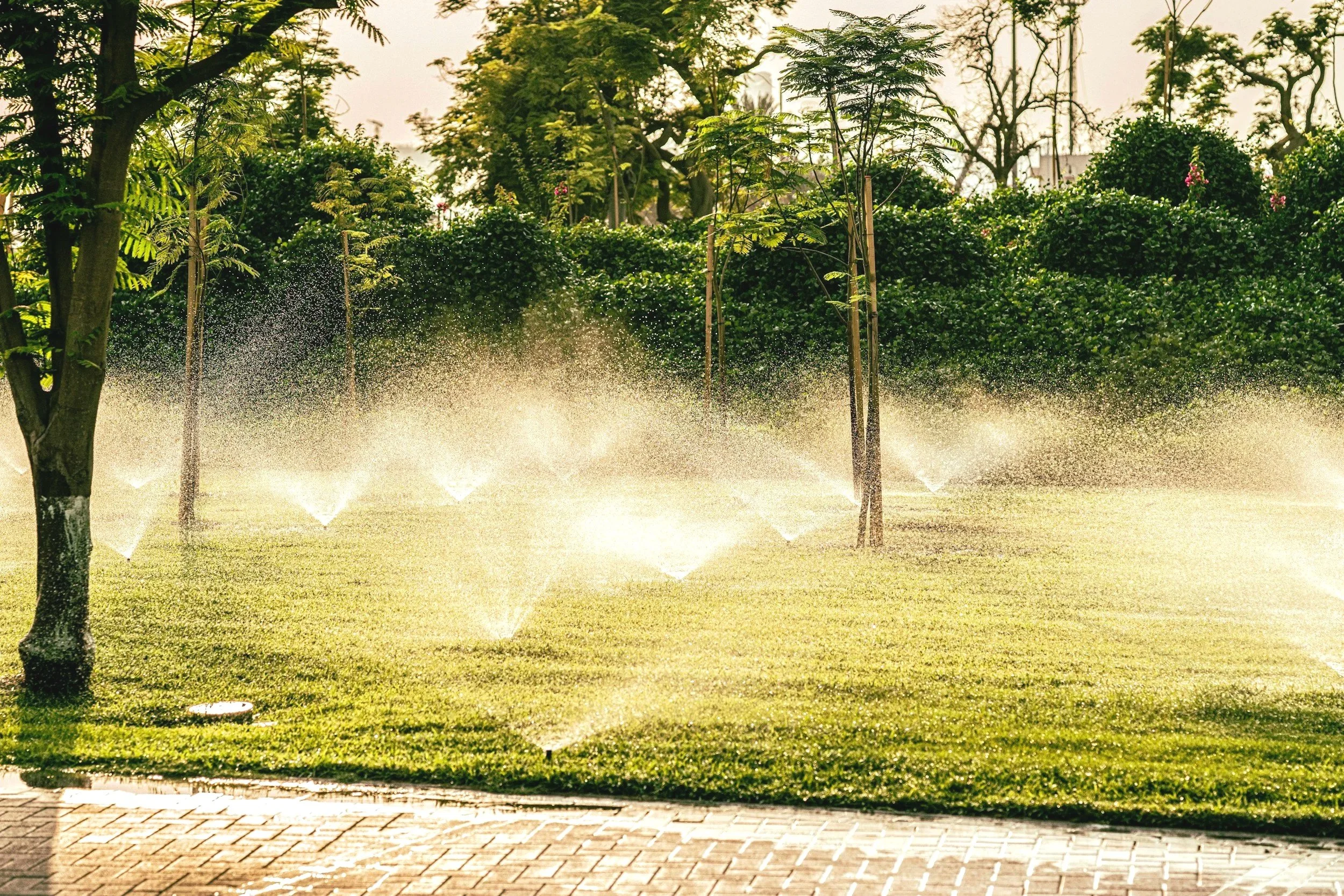 A park with sprinklers watering green grass and trees in the early morning or late afternoon.