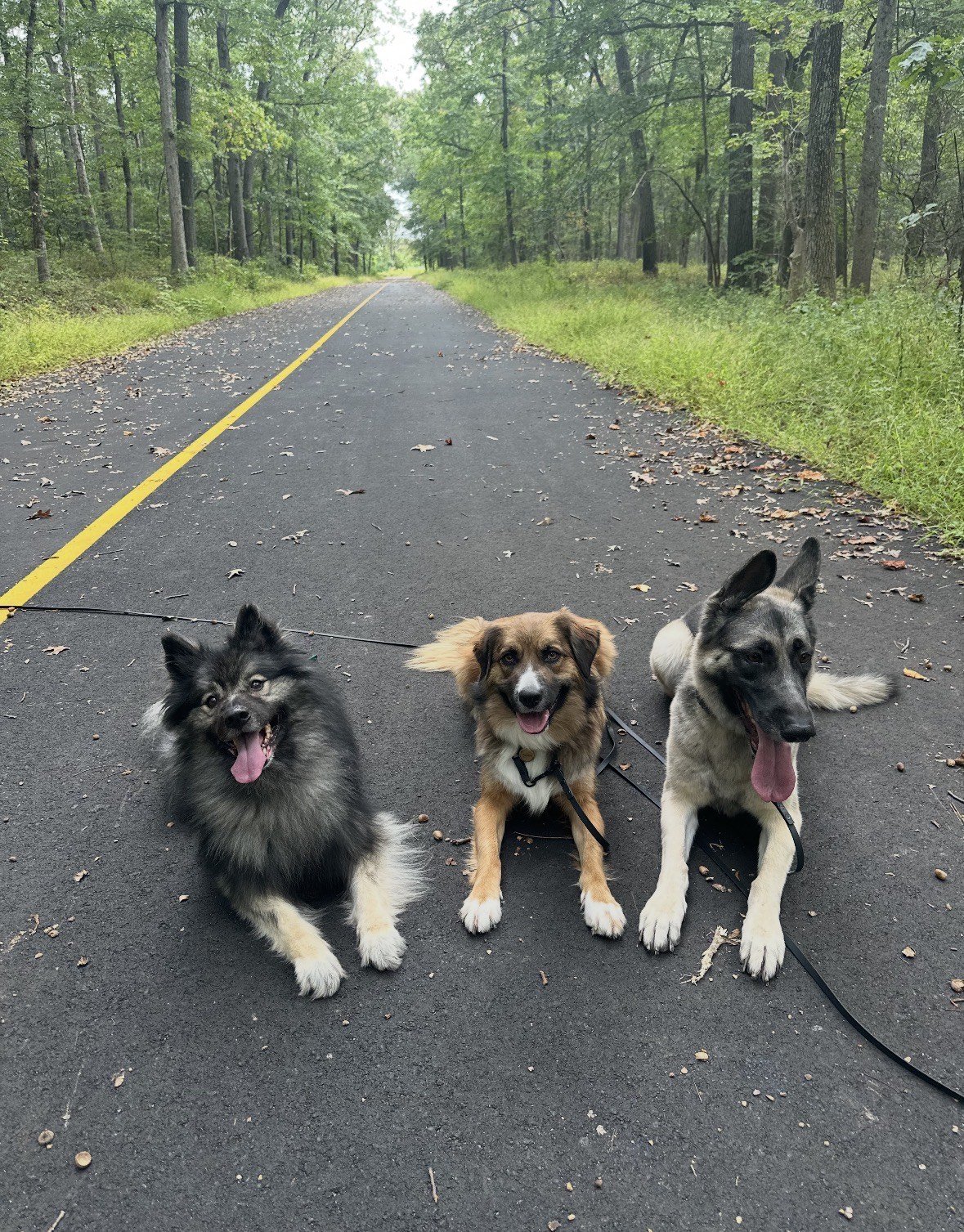 Three dogs sitting on a paved country road surrounded by trees, with fallen leaves scattered on the ground.
