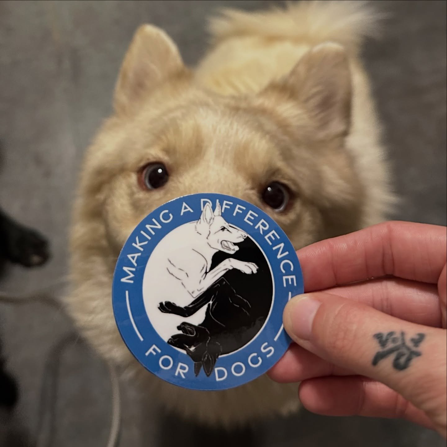 Teddy being my very handsome model for our STICKERSSSS 🐾🤍🖤💙 @thestickybrand 

Alyssa Eckerd, MADD K9 Academy
📍NJ &amp; Tri-State Area
☎️ 856-904-5077
📧maddk9academy@gmail.com
🌐 www.makingadifferencefordogsnj.com

On and Off-Leash Obedience
Beh