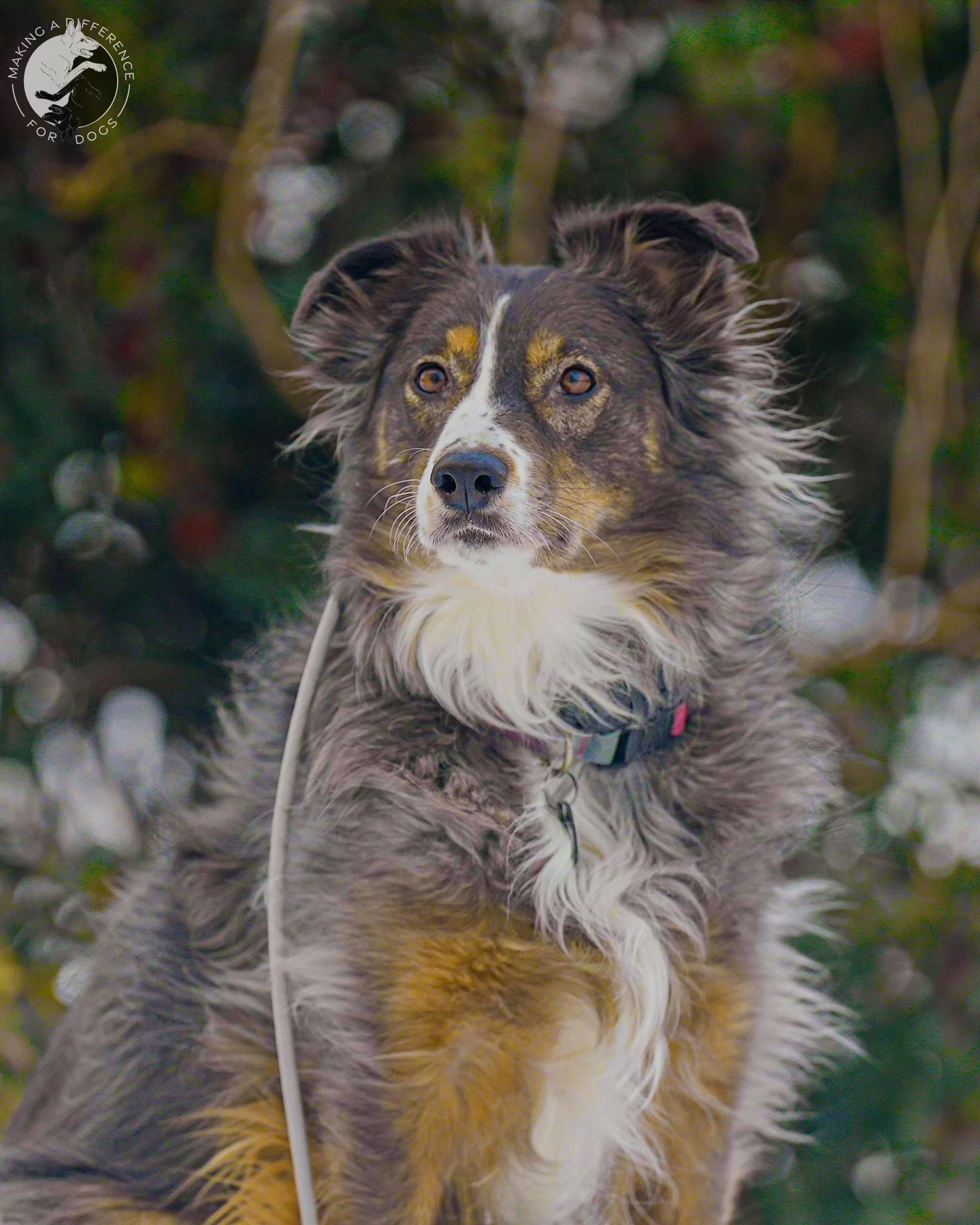 Meet Hazel 🐾 Our new 4-Week Board and Train Student at MADD K9 Academy. She's an Australian Shepherd with a focus on refining her basic obedience and overcoming resource guarding tendencies, which have caused tension with her housemate Mocha.

📸: @