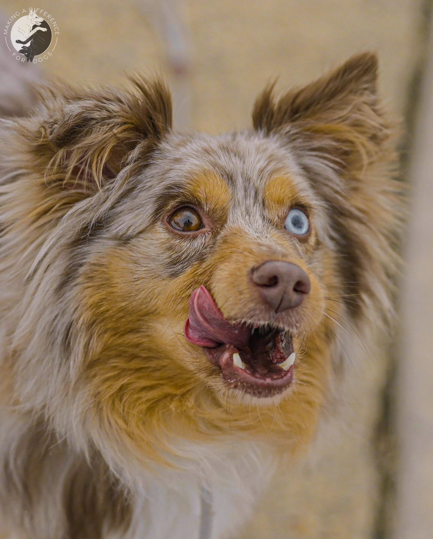 The last, but certainly not least, member of our February crew!

ODIE 😍

Need Dog Training?

📸: @furfarimedia 

Alyssa Eckerd, MADD K9 Academy
📍NJ &amp; Tri-State Area
☎️ 856-904-5077
📧maddk9academy@gmail.com
🌐 www.makingadifferencefordogsnj.com