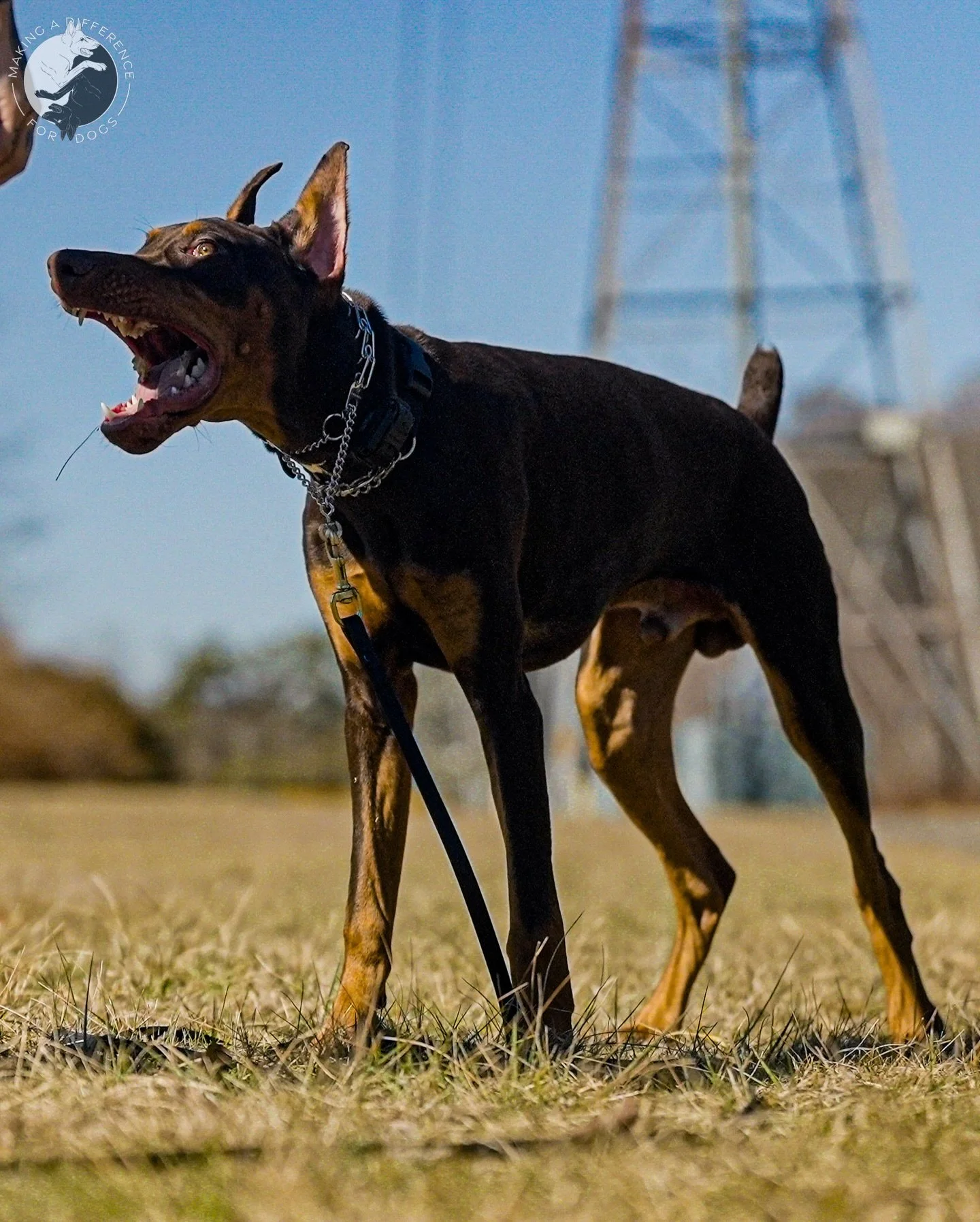 🗣️ Brunooooo

📸: @furfarimedia 

#doberman #dobermanpinscher #obediencedog #dogtrainingtips