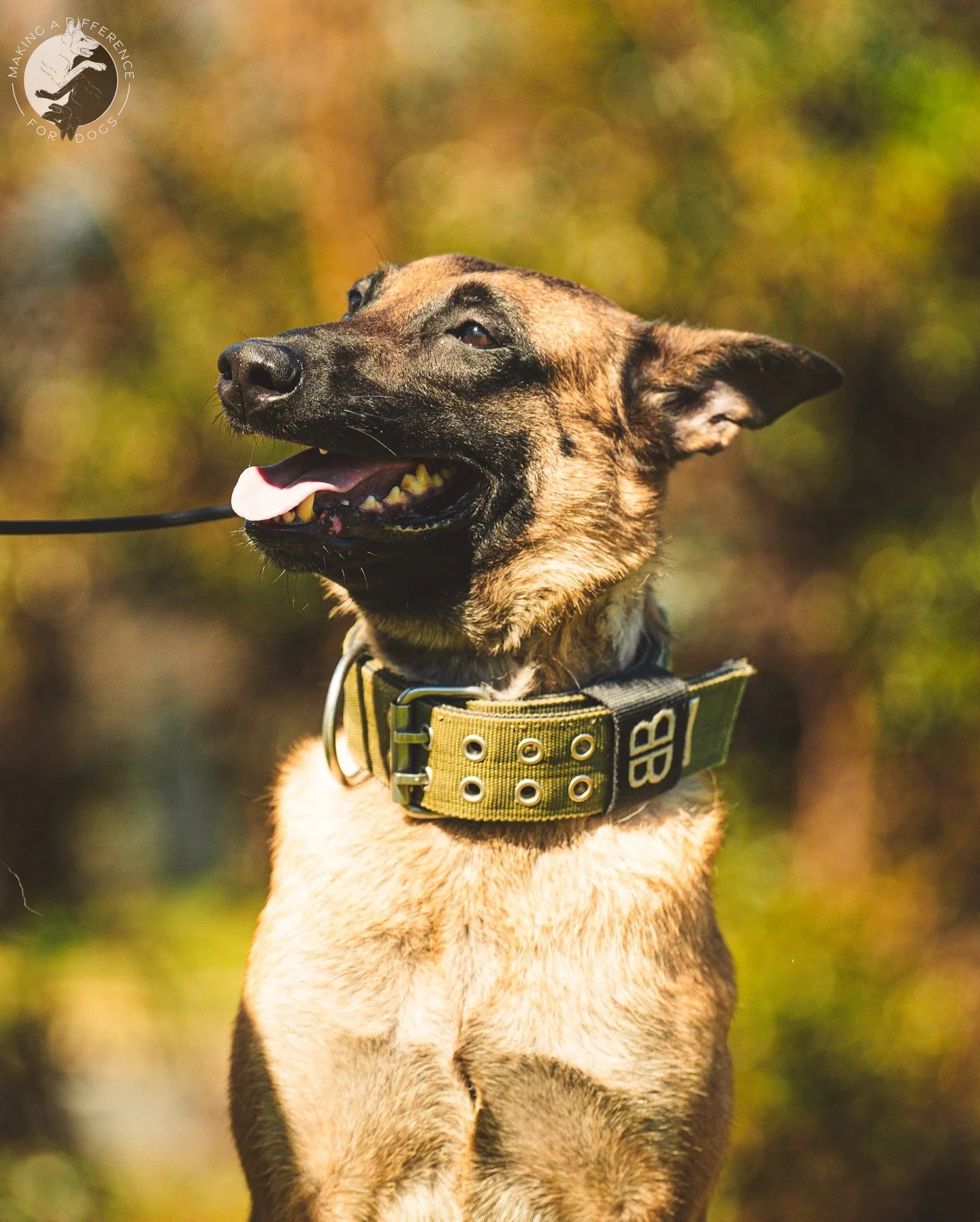 Introducing Miss Uma the Belgian Malinois 😇

I get a lot of phone calls about rehoming or surrendering their dogs, as most trainers typically do. I have never been one to take on a rescue dog, let alone a rescue Malinois (if you know, you know). A g