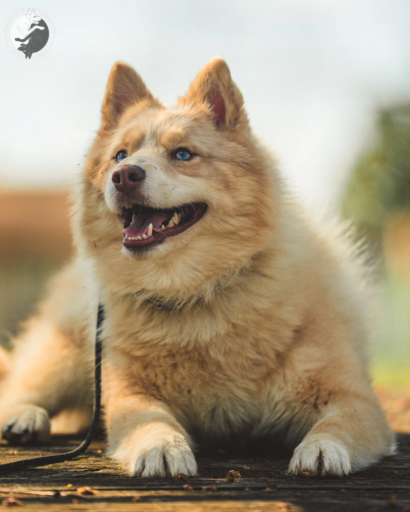 Meet Teddy!

Teddy is a Pomsky (Pomeranian/Siberian Husky) that boards with us regularly and completed training with us a few years ago 🐺

📸: @furfarimedia 

Need Dog Training?

Alyssa Eckerd, MADD K9 Academy
📍NJ &amp; Tri-State Area
☎️ 856-904-50