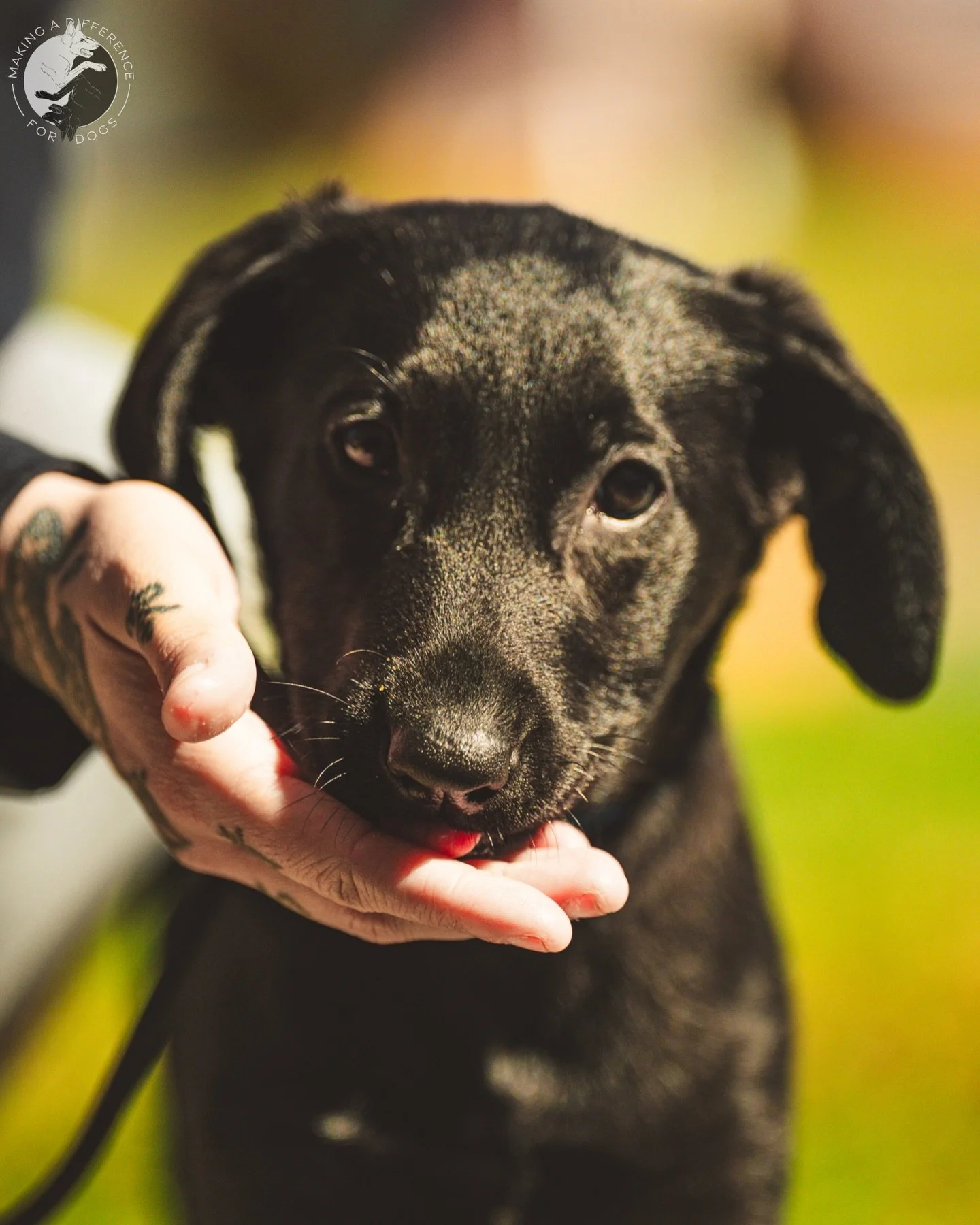Luna 🌙

This 3 month old black lab puppy is in our day school program to set a strong foundation for obedience and age appropriate socialization. We have also worked on body handling for nail trims, neutrality around other dogs, and potty training.
