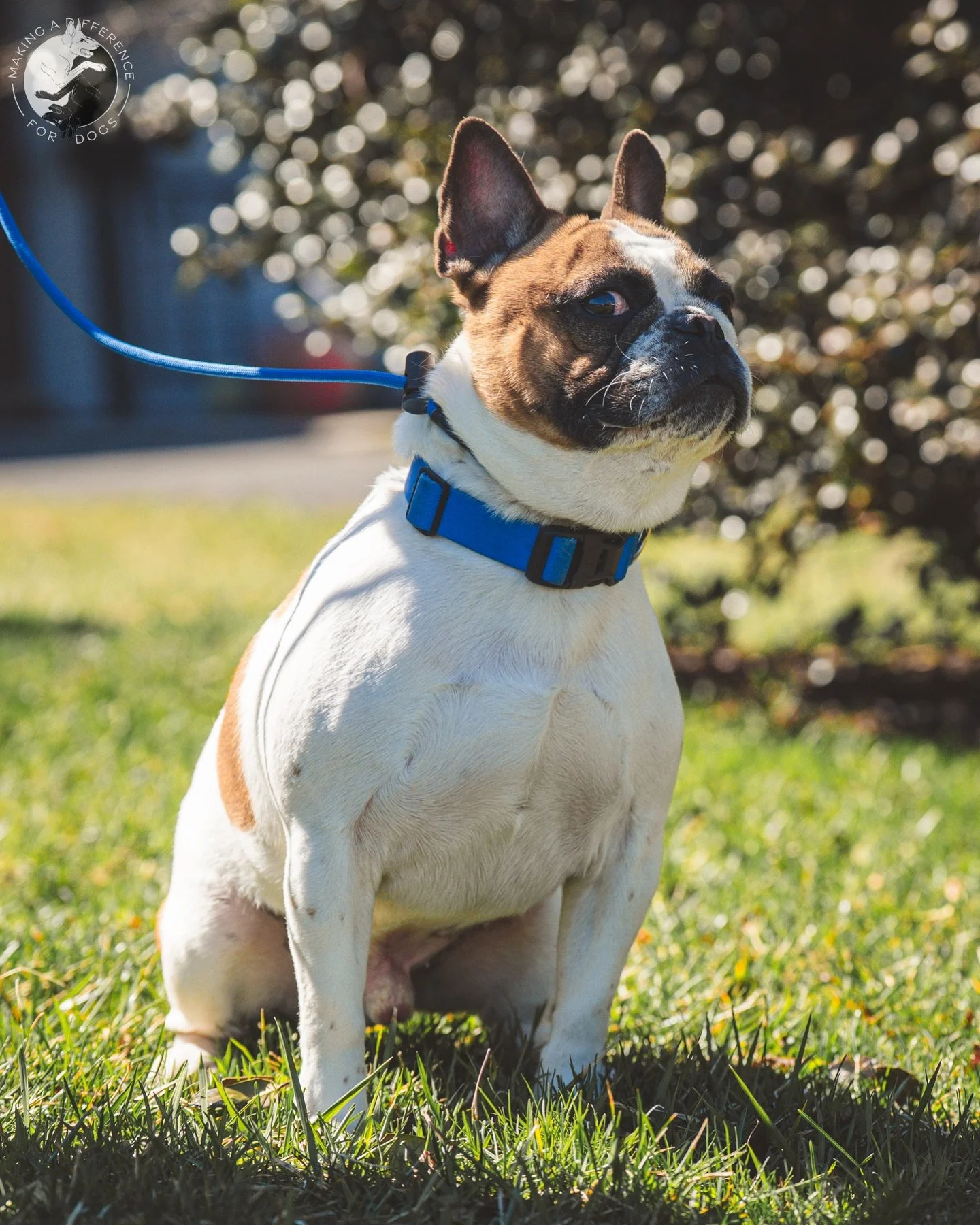 Winston AKA our little side-eye king 👑 

📸: @furfarimedia 

Need Dog Training?

Alyssa Eckerd, MADD K9 Academy
📍NJ &amp; Tri-State Area
☎️ 856-904-5077
📧maddk9academy@gmail.com
🌐 www.makingadifferencefordogsnj.com

On and Off-Leash Obedience
Beh