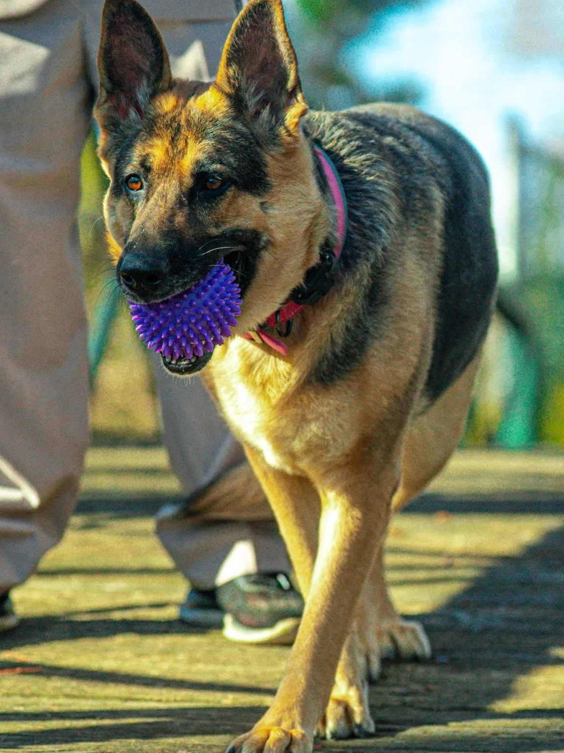 This is Bella!

Bella is a 6 yr old German Shepherd that came to us with leash aggression towards people and other dogs. This had started due to a huge lack of appropriate and methodical exposure to people and dogs, and years of pent up frustration a