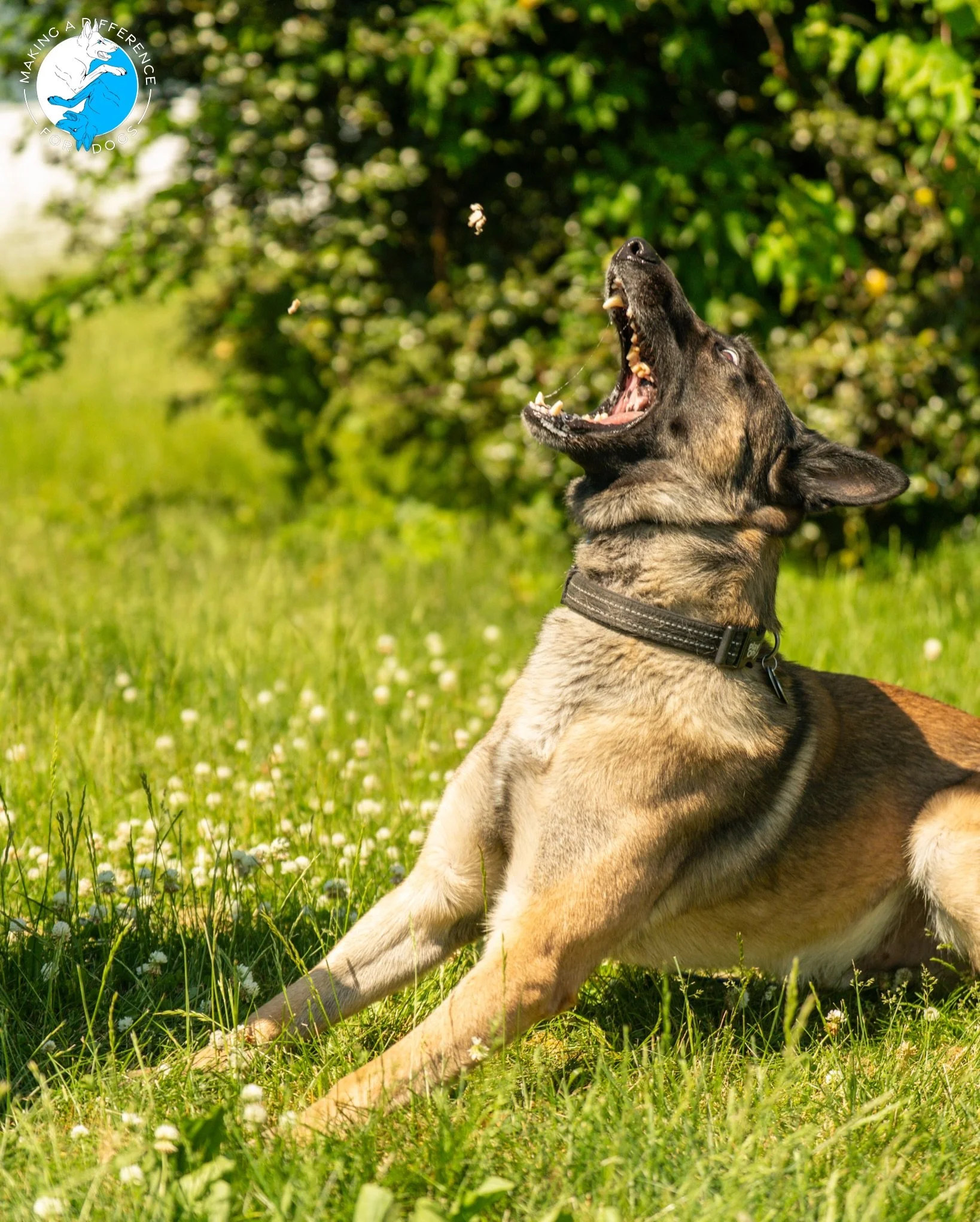 Max the Belgian Malinois 💛🤎🖤

📸: @furfarimedia 

&bull;
#malinois #dogtraining #njdogtraining #maligatorsofinstagram #belgianmalinoispuppy