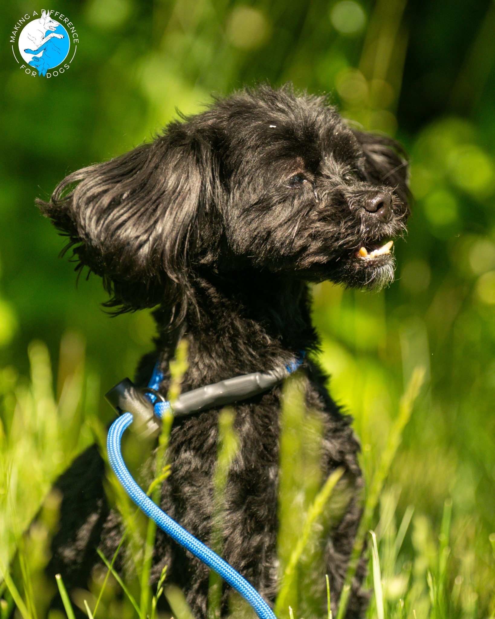 Easy, breezy, beautiful 

Gus Gus 💆🏻&zwj;♂️

📸: @furfarimedia 

&bull;
#dogtrainer #dogtraining #smalldogsofinstagram #njdogs #reels