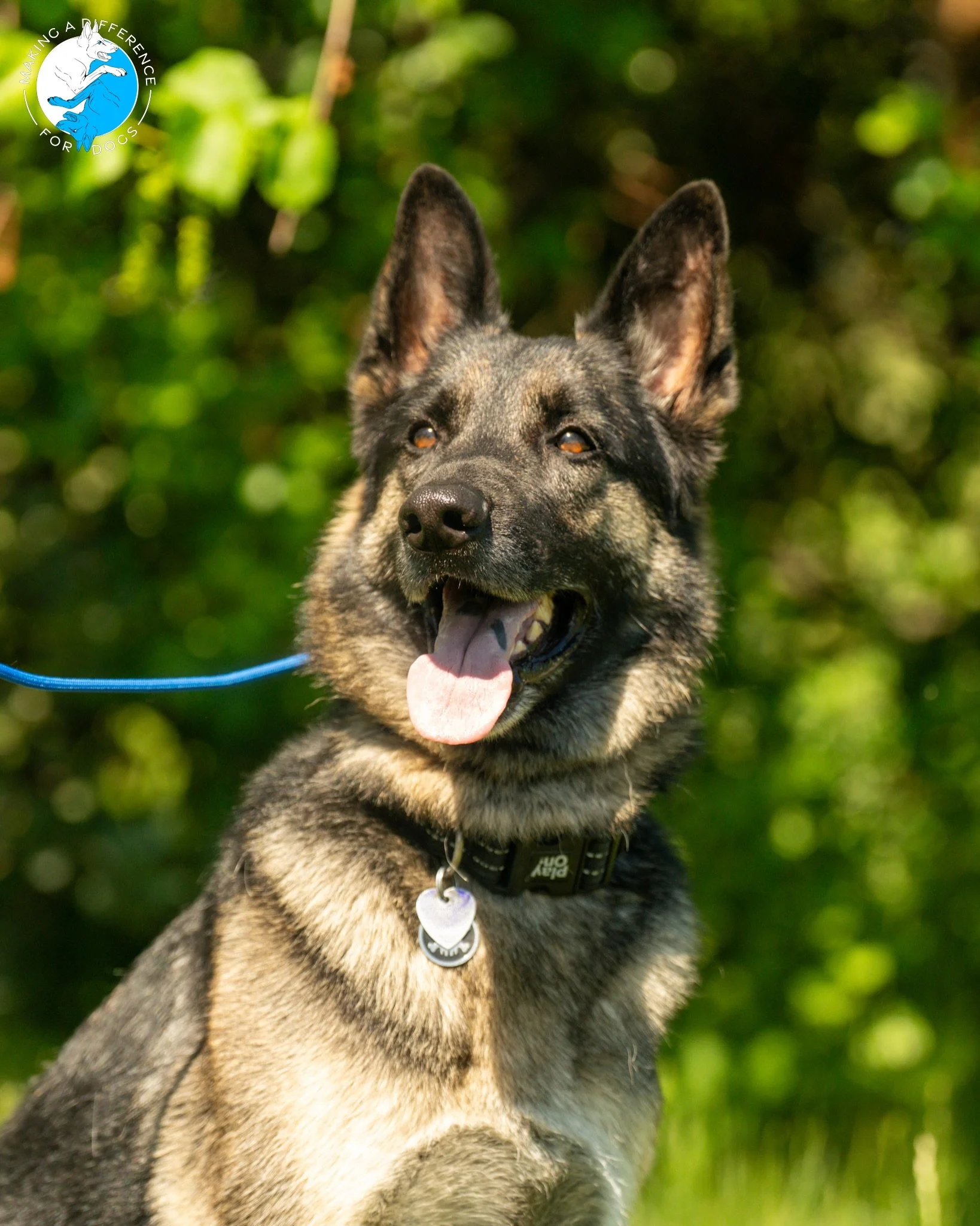 Oreo the German Shepherd 🤎🖤

📸: @furfarimedia 

&bull;

#germanshepherd #gsds #njdogtraining #dogtrainersofinstagram #germanshepherds