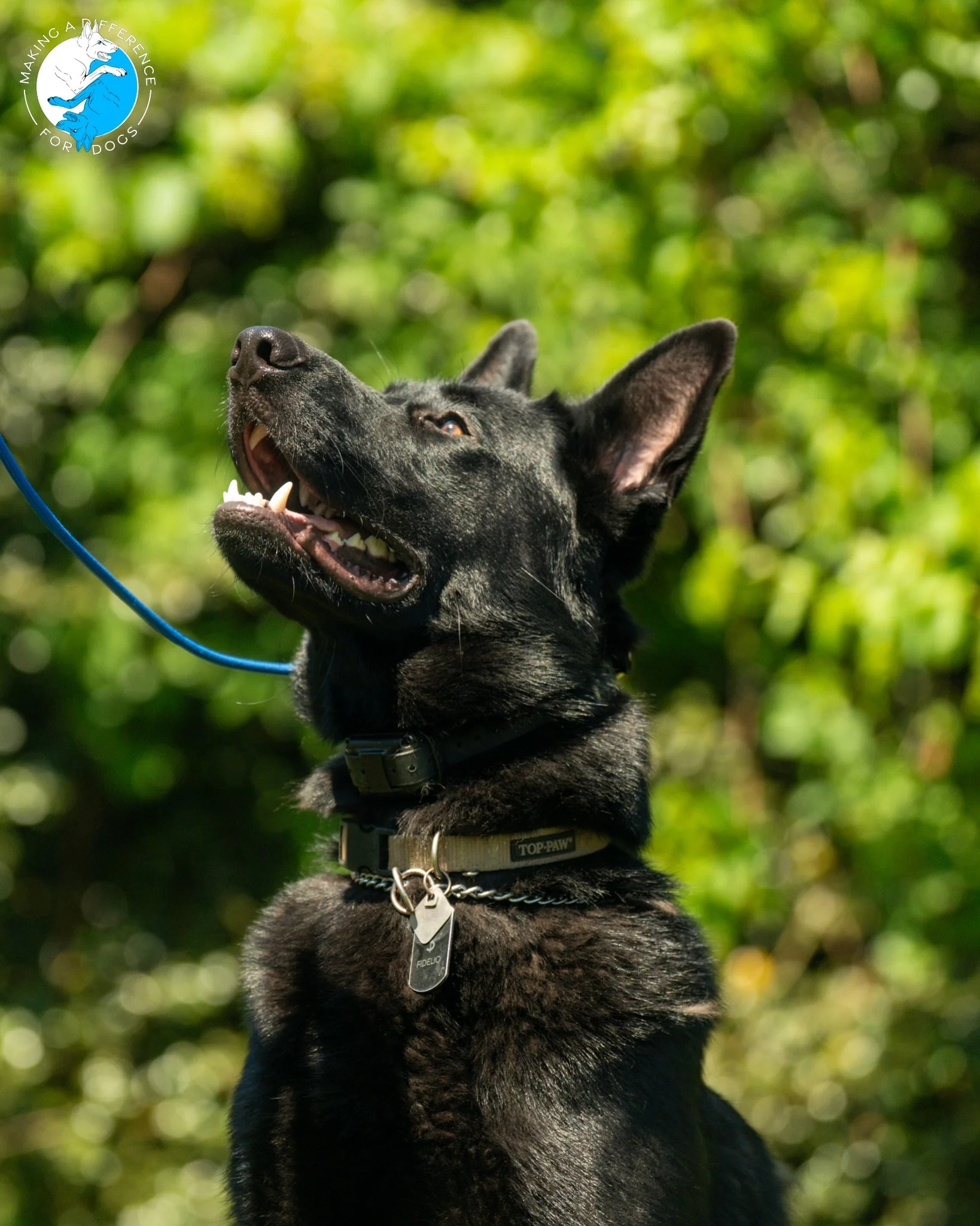 Fidelio 🖤

📸: @furfarimedia 

&bull;
#germanshepherd #gsd #dogtraining #njdogtrainer #germanshepherdpuppy
