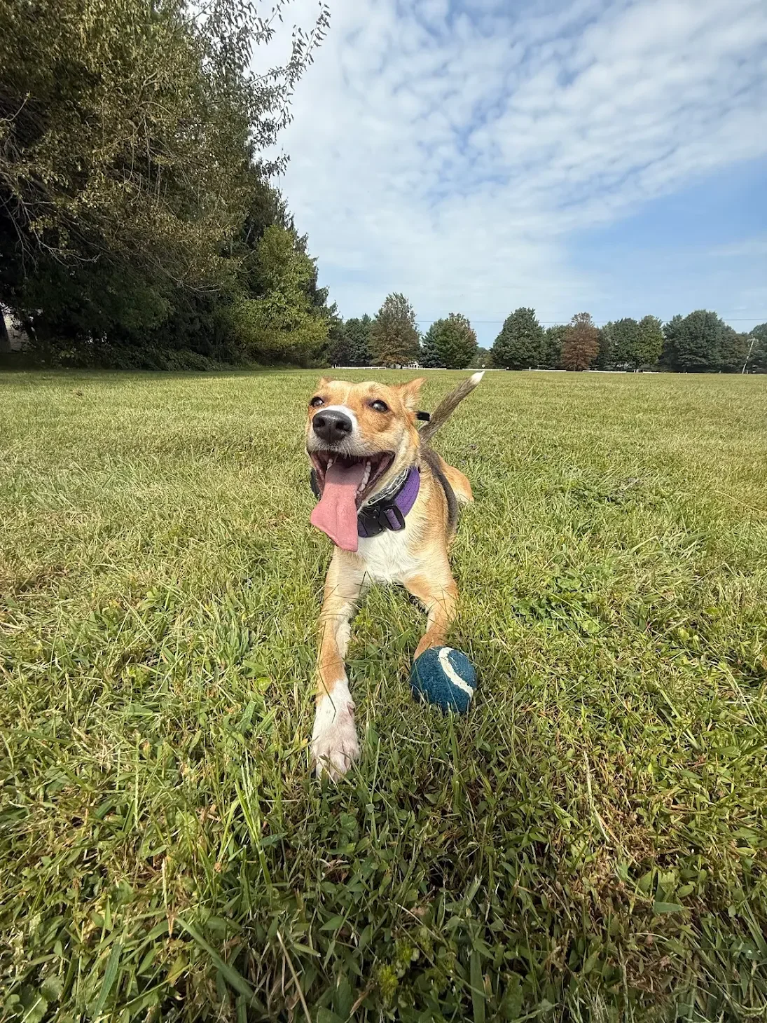 Happy dog running with a blue tennis ball in a grassy field, trees in the background, partly cloudy sky.
