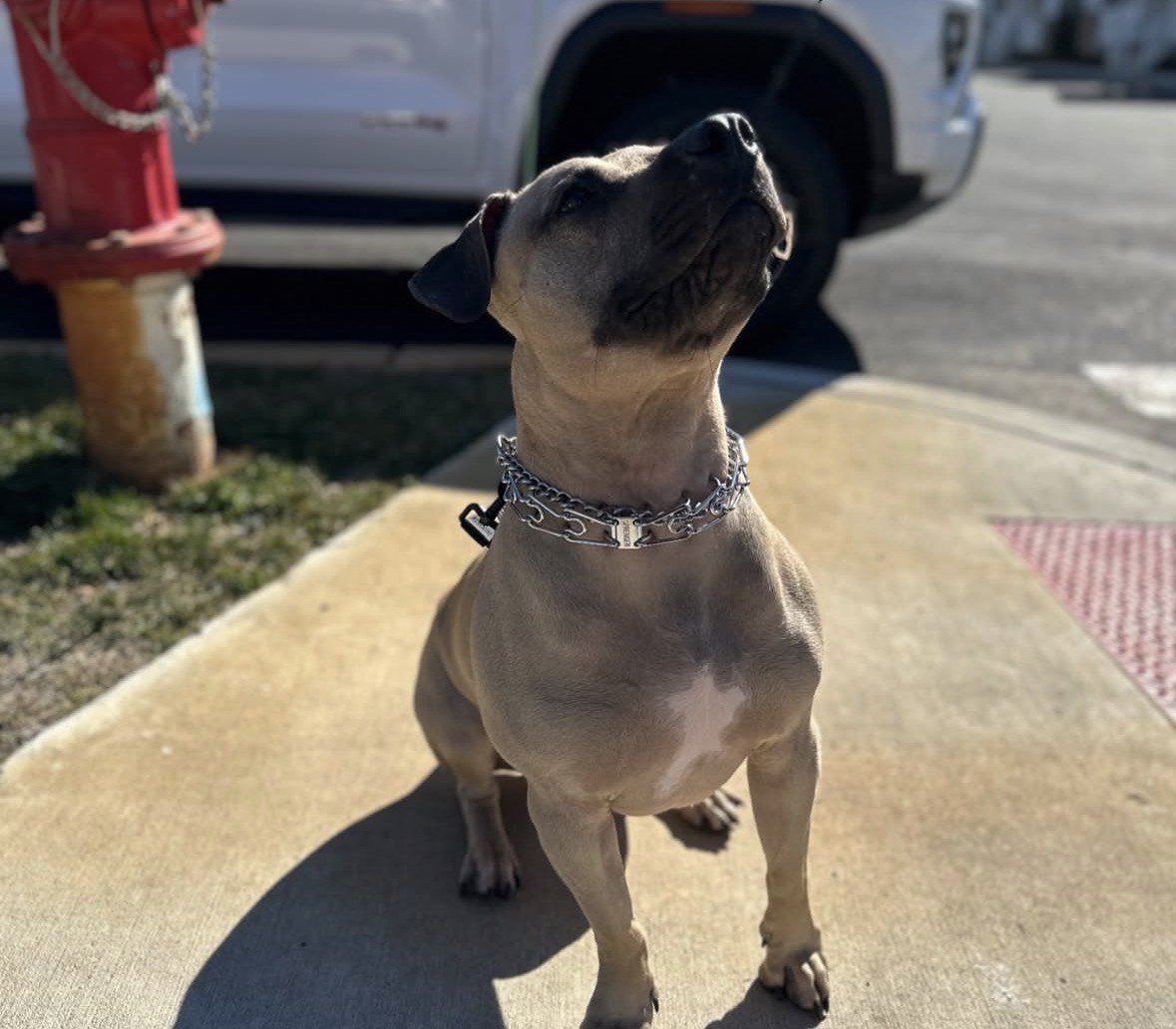 A tan and black dog, possibly a pitbull, sitting on a sidewalk with eyes closed and head tilted upward, wearing a silver chain collar. There is a fire hydrant and a parked vehicle in the background.