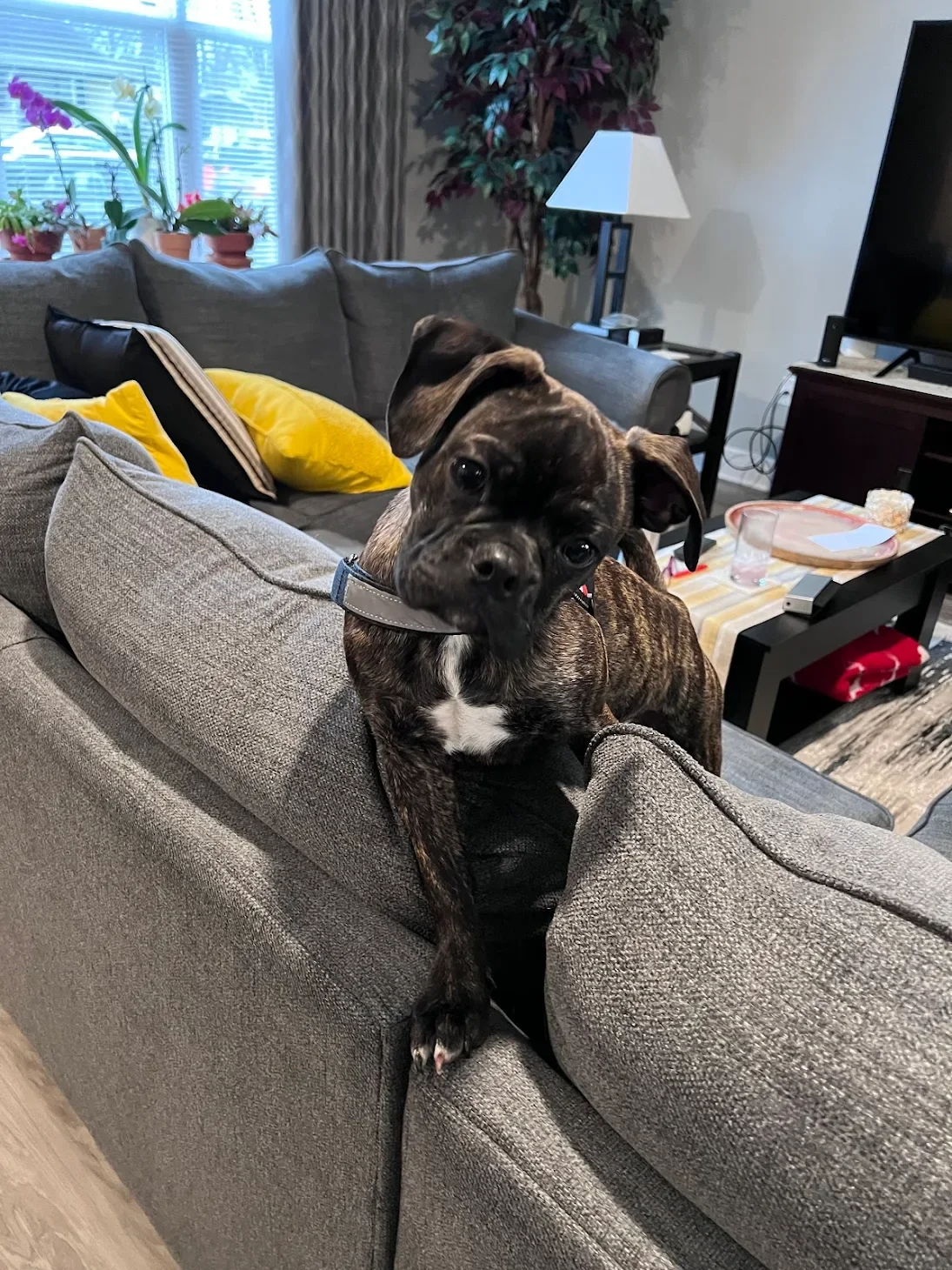 A brindle puppy with a white chest and paws is standing on a gray couch, looking curiously at the camera in a living room with plants, a lamp, and a TV.