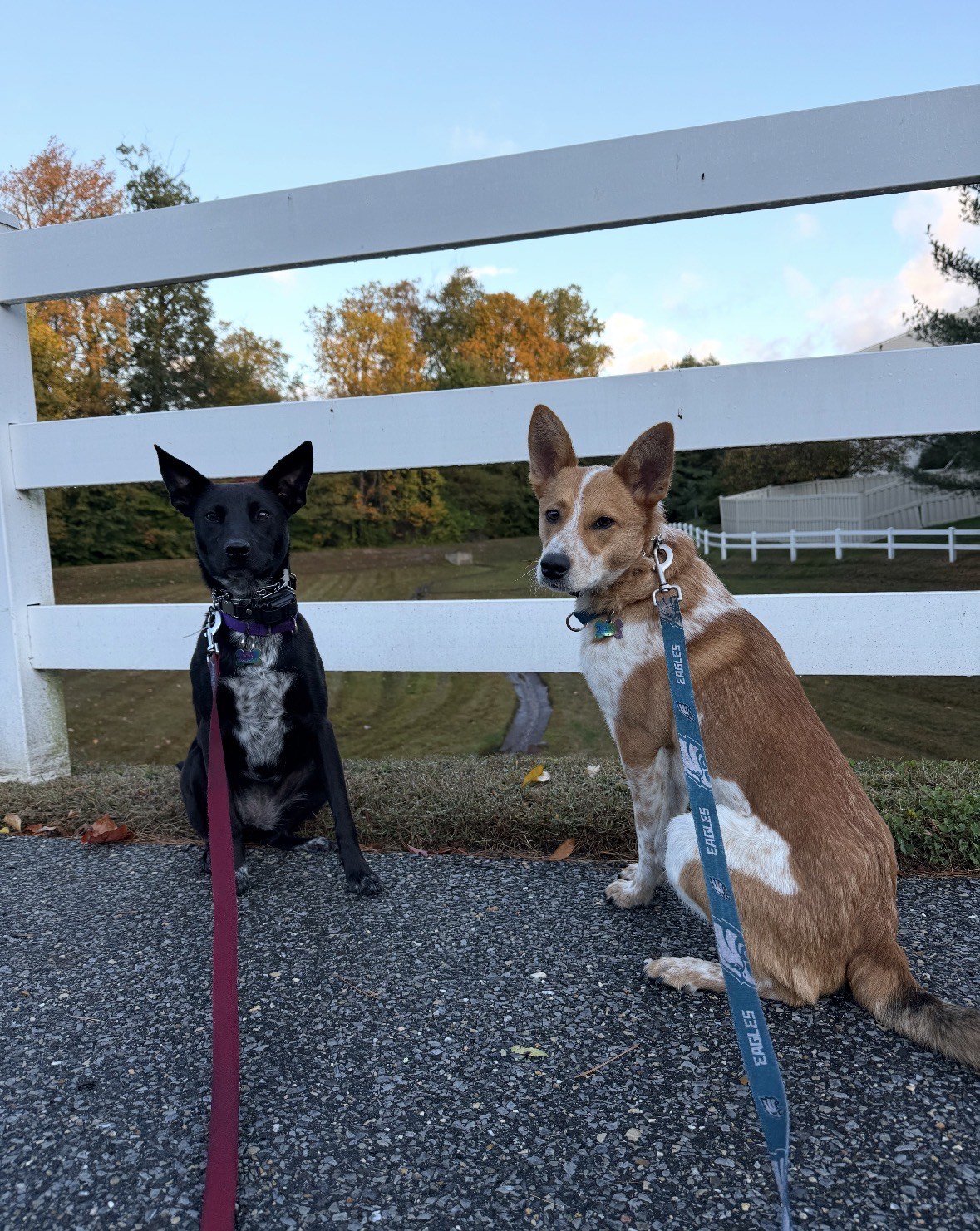 Two dogs sitting on a sidewalk in front of a white fence during autumn with trees in the background.