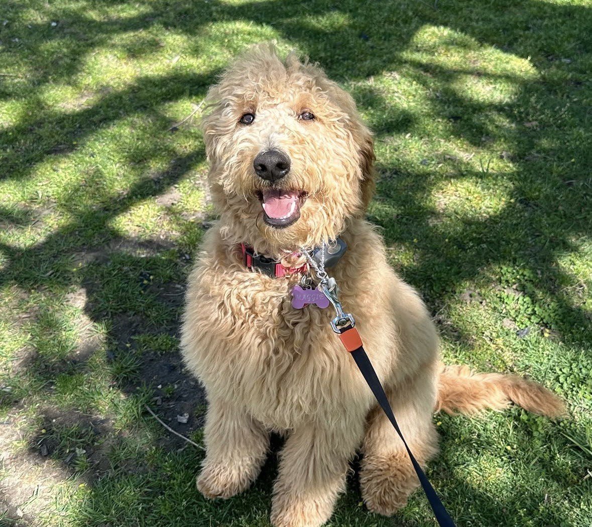 A happy, curly-haired golden doodle dog sitting on grass with shadows of tree branches overhead.