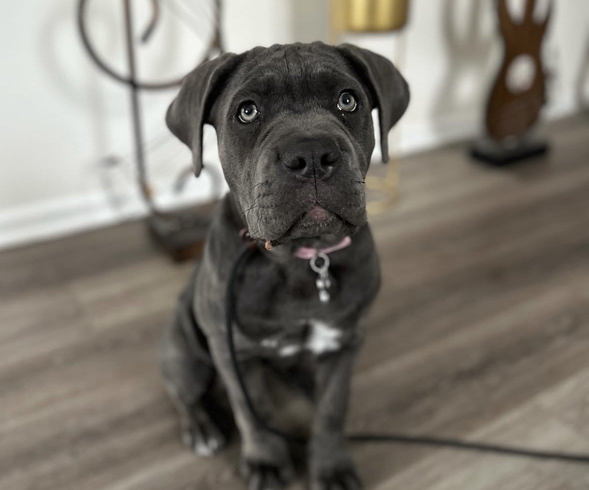 Adorable gray puppy with blue eyes sitting indoors on a wooden floor, looking up at the camera.