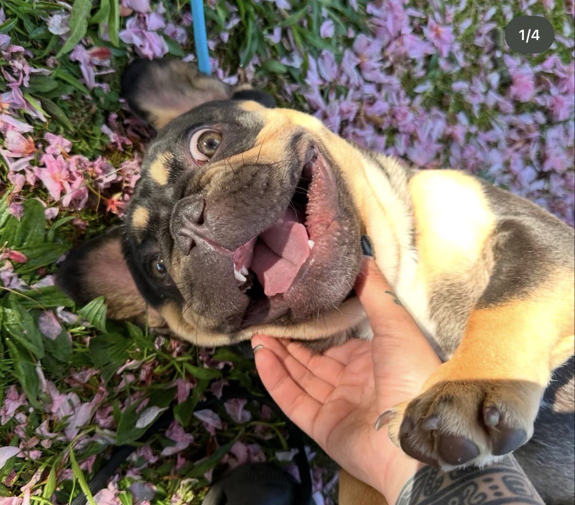 A joyful puppy lying on a bed of pink flowers, with a person gently holding its chin, looking up with a happy expression