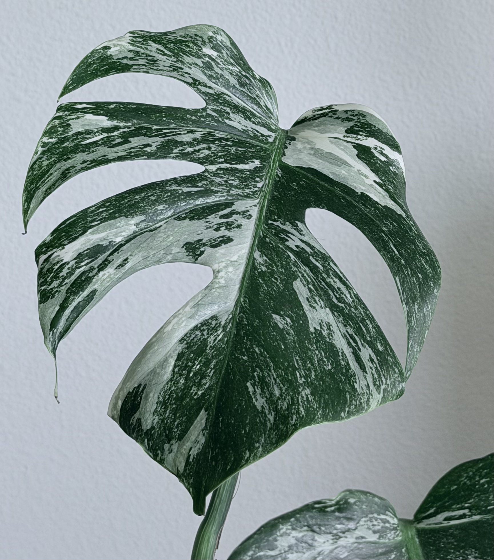 Monstera Albo - 8174