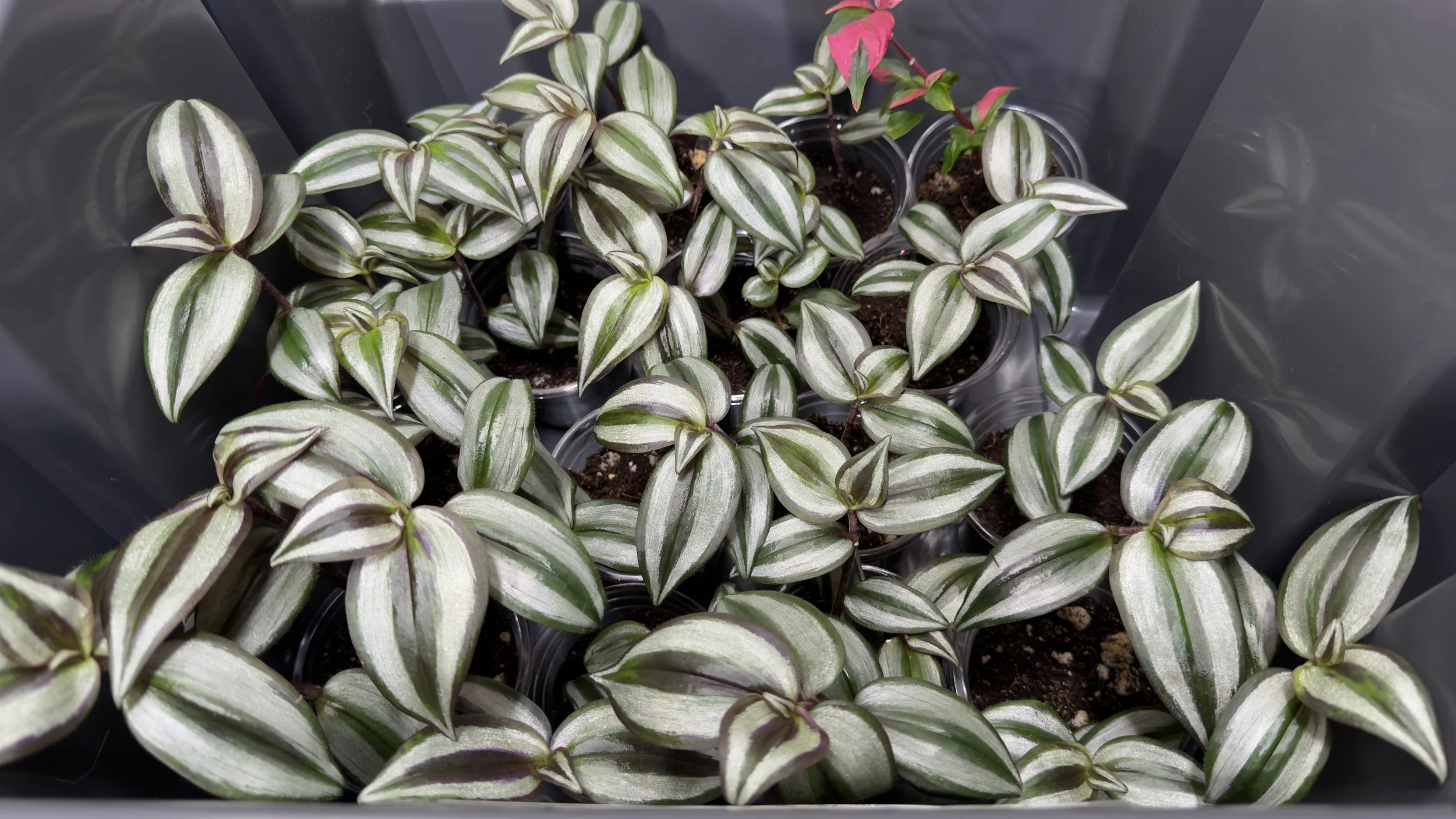 Tradescantia