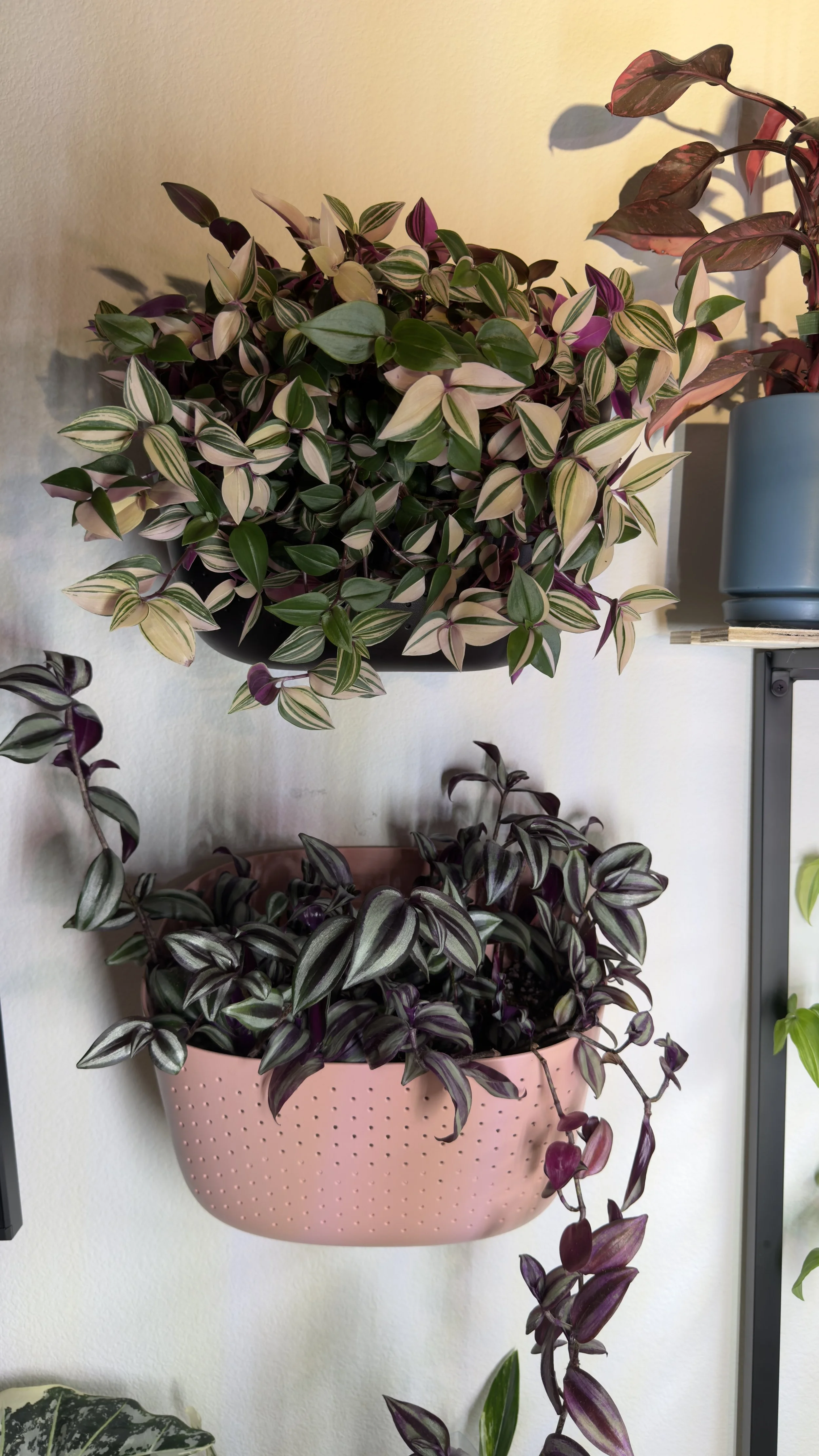 Tradescantia