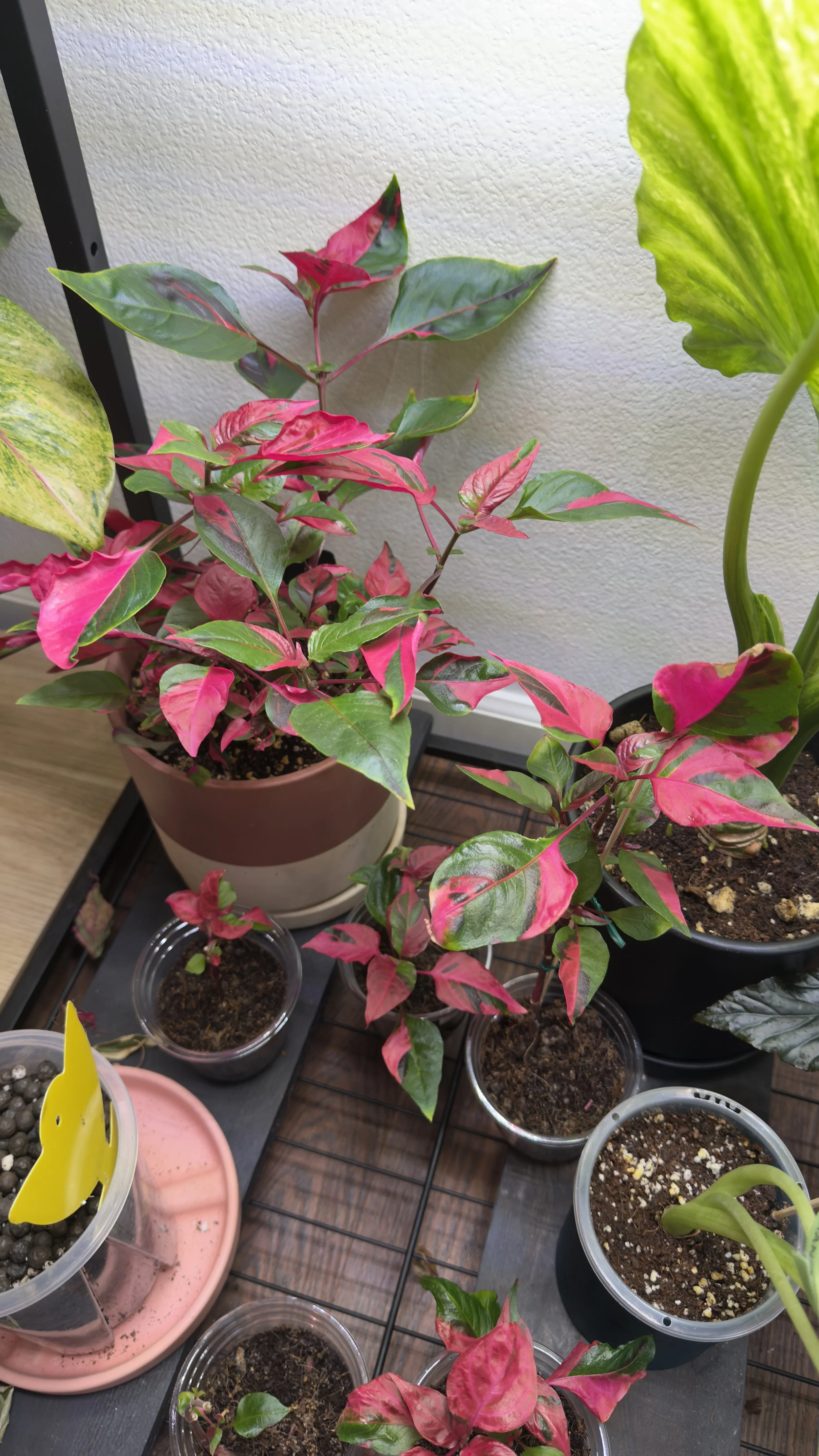 Alternanthera Party Time