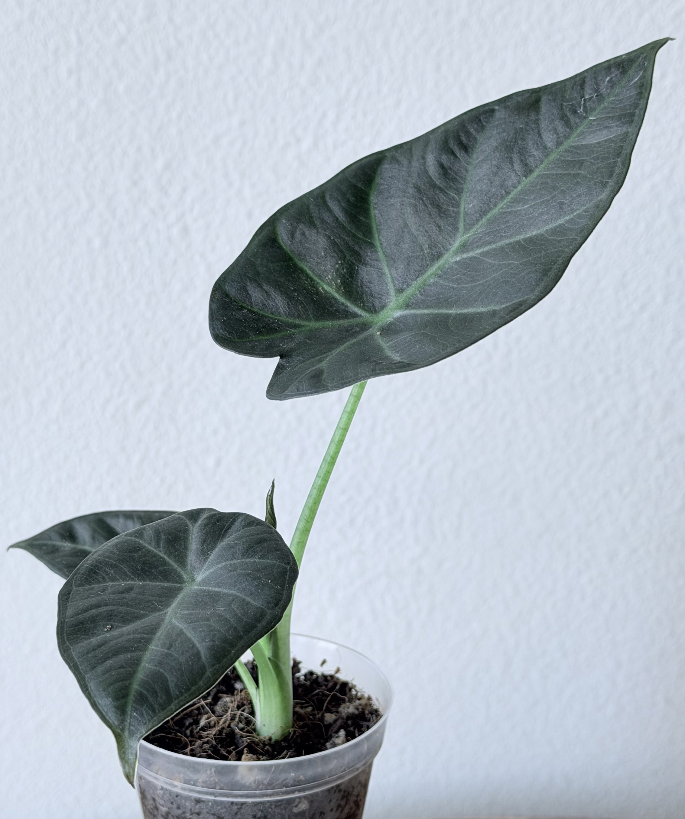 Alocasia Regal Shields