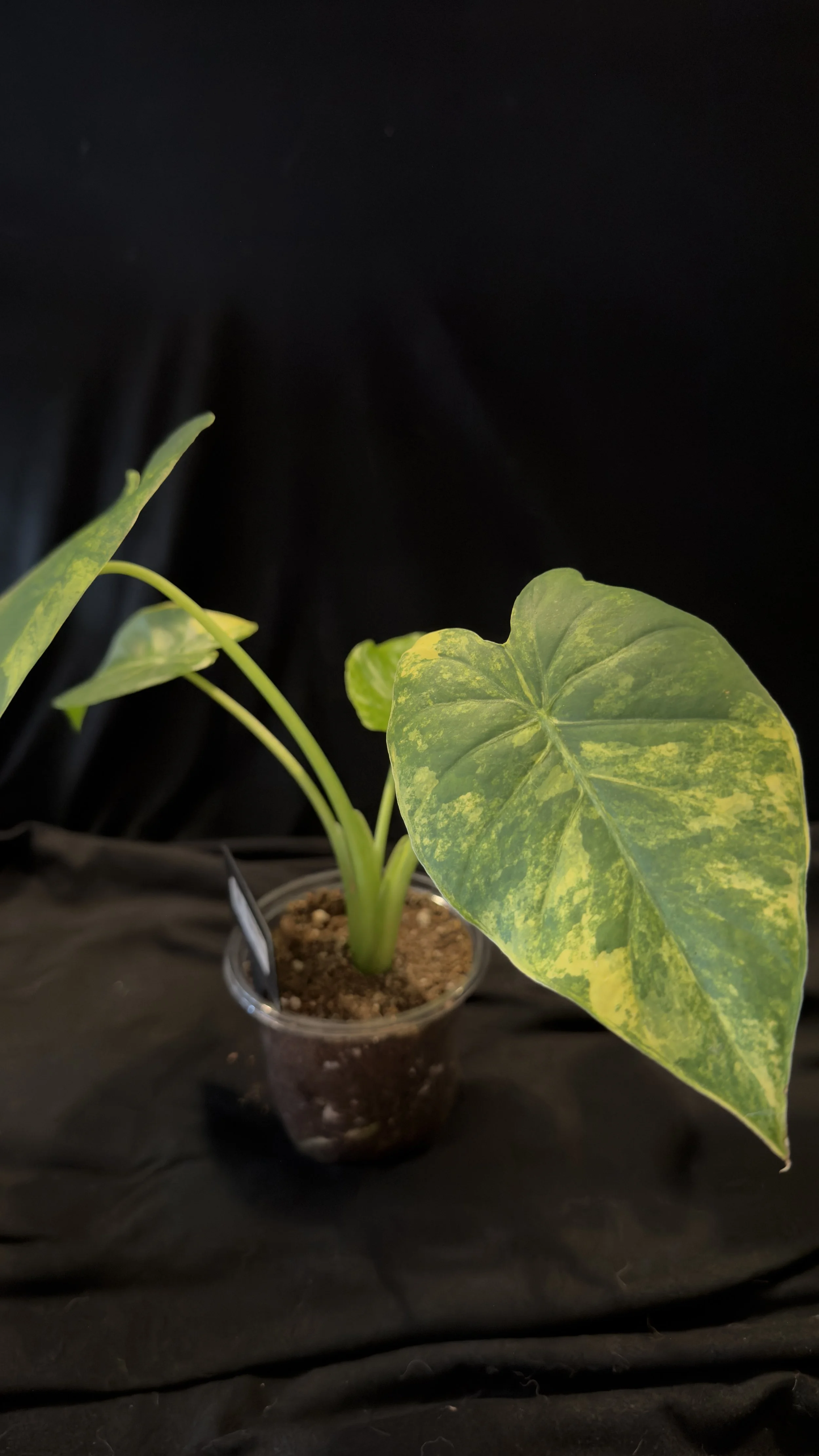 Alocasia Aurea Gageana *Informed GC*