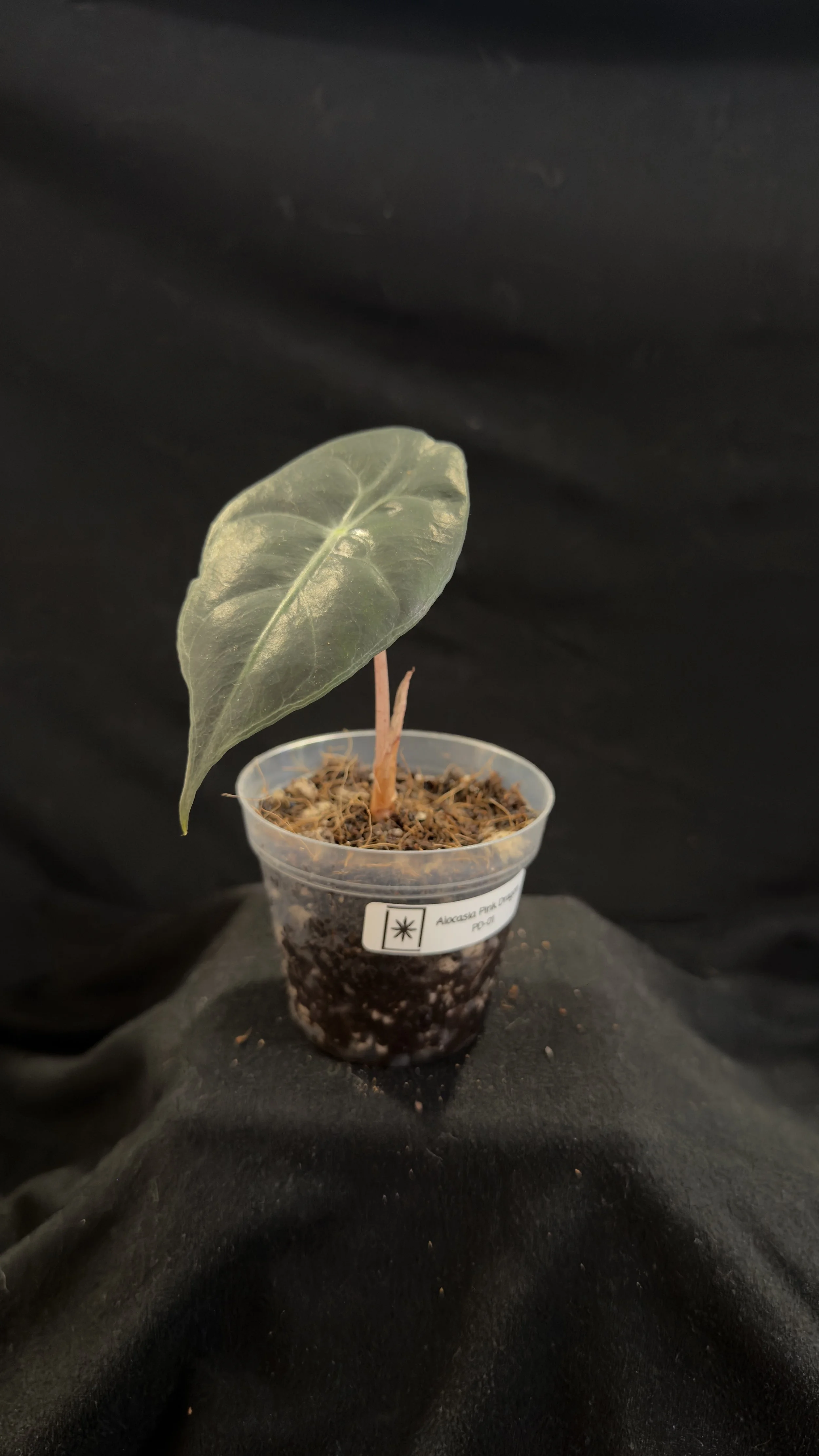 Alocasia Pink Dragon