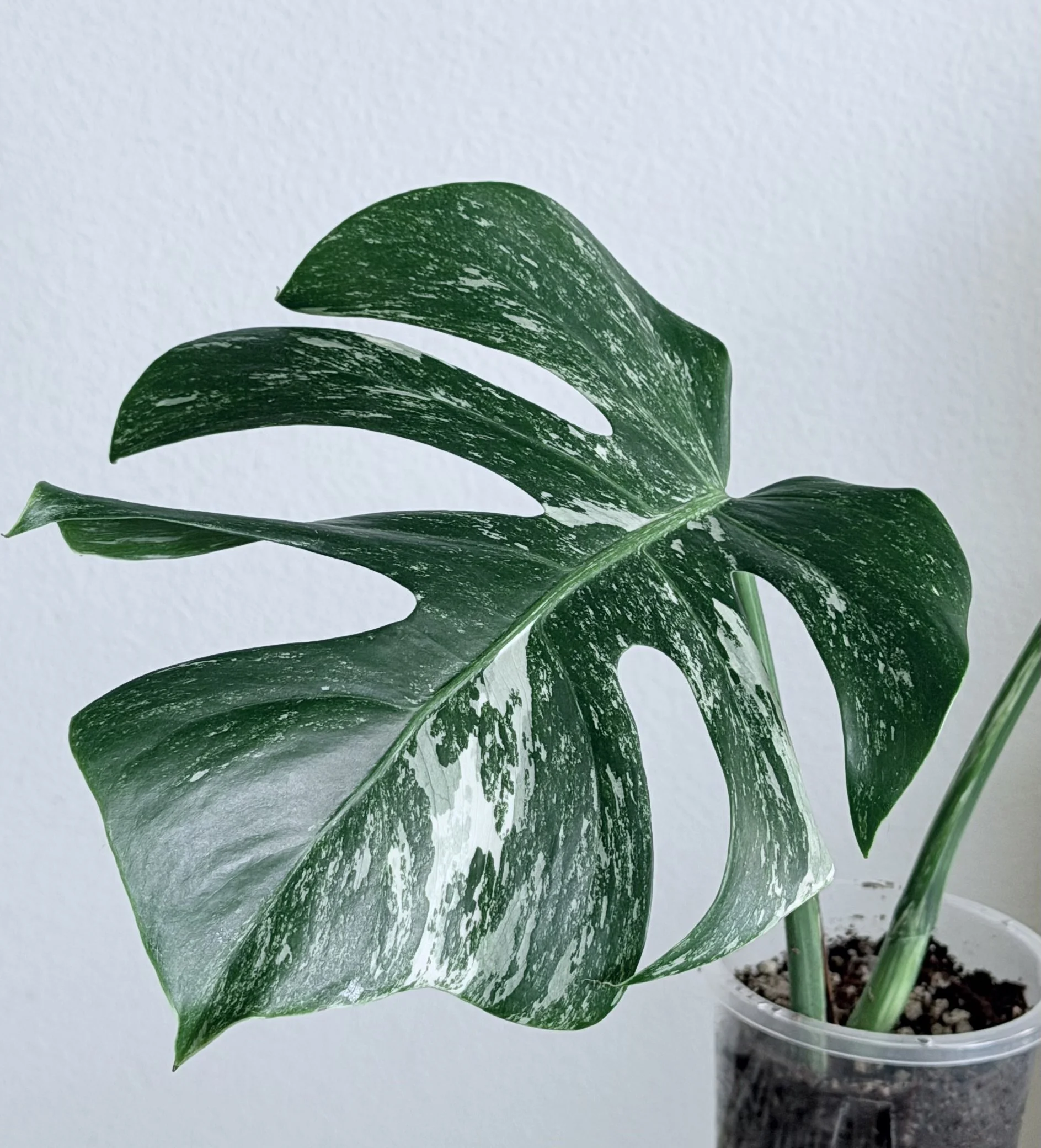 Established Monstera Albo Top Cutting - 9808