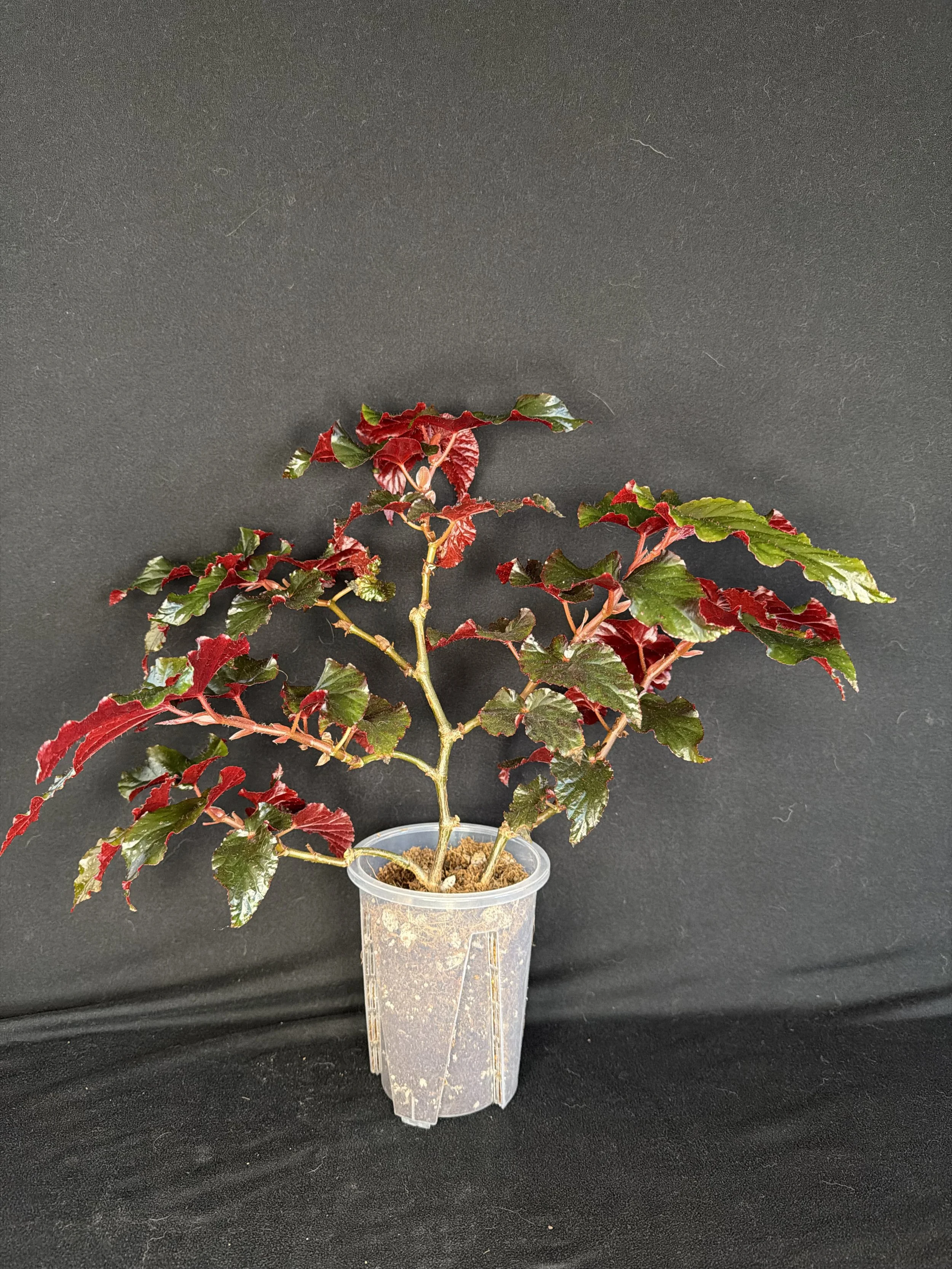 Begonia Black Magic