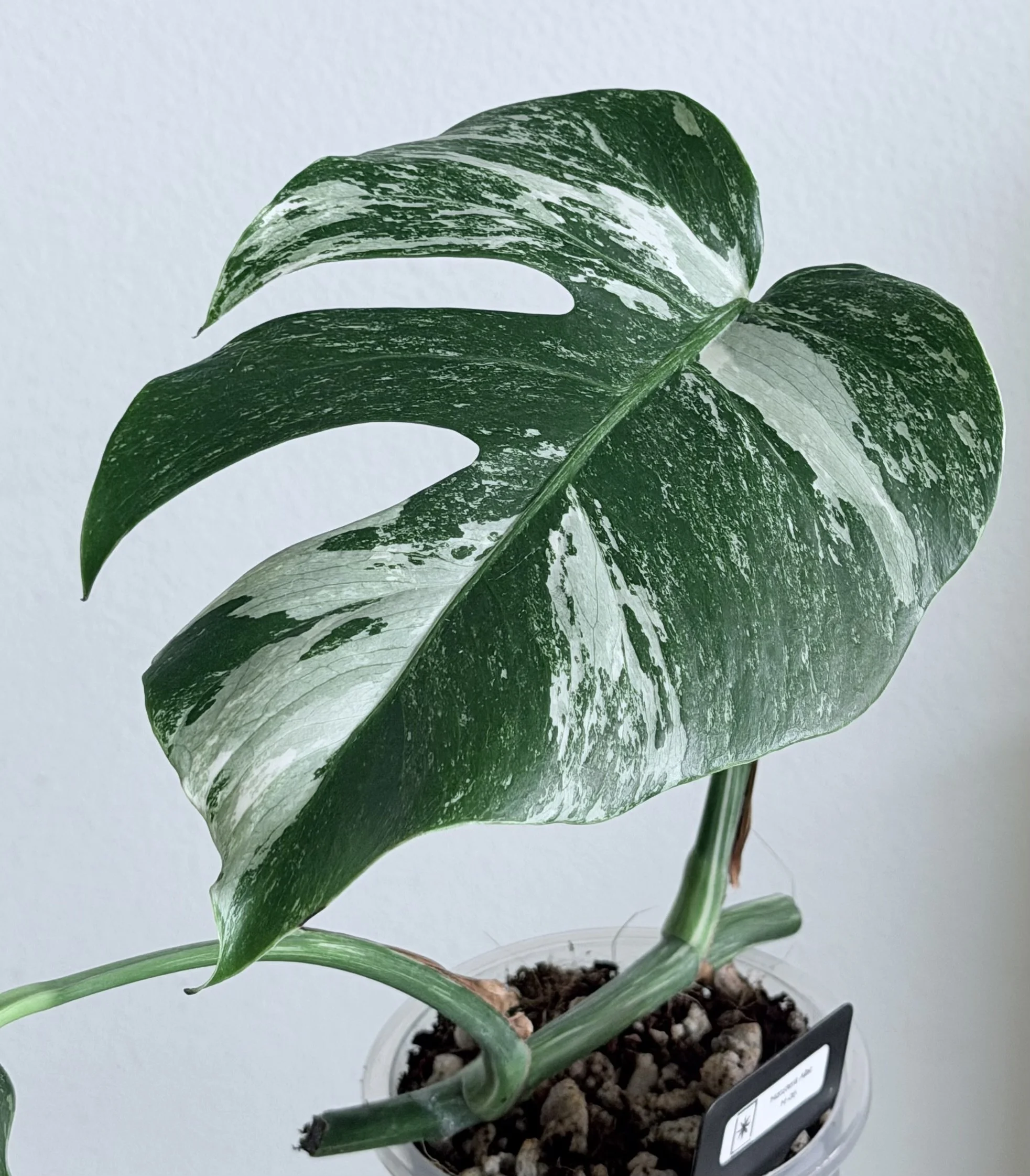 Monstera Albo - 4831