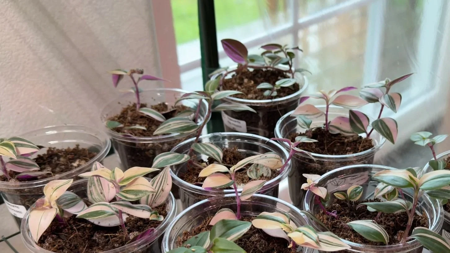 Tradescantia