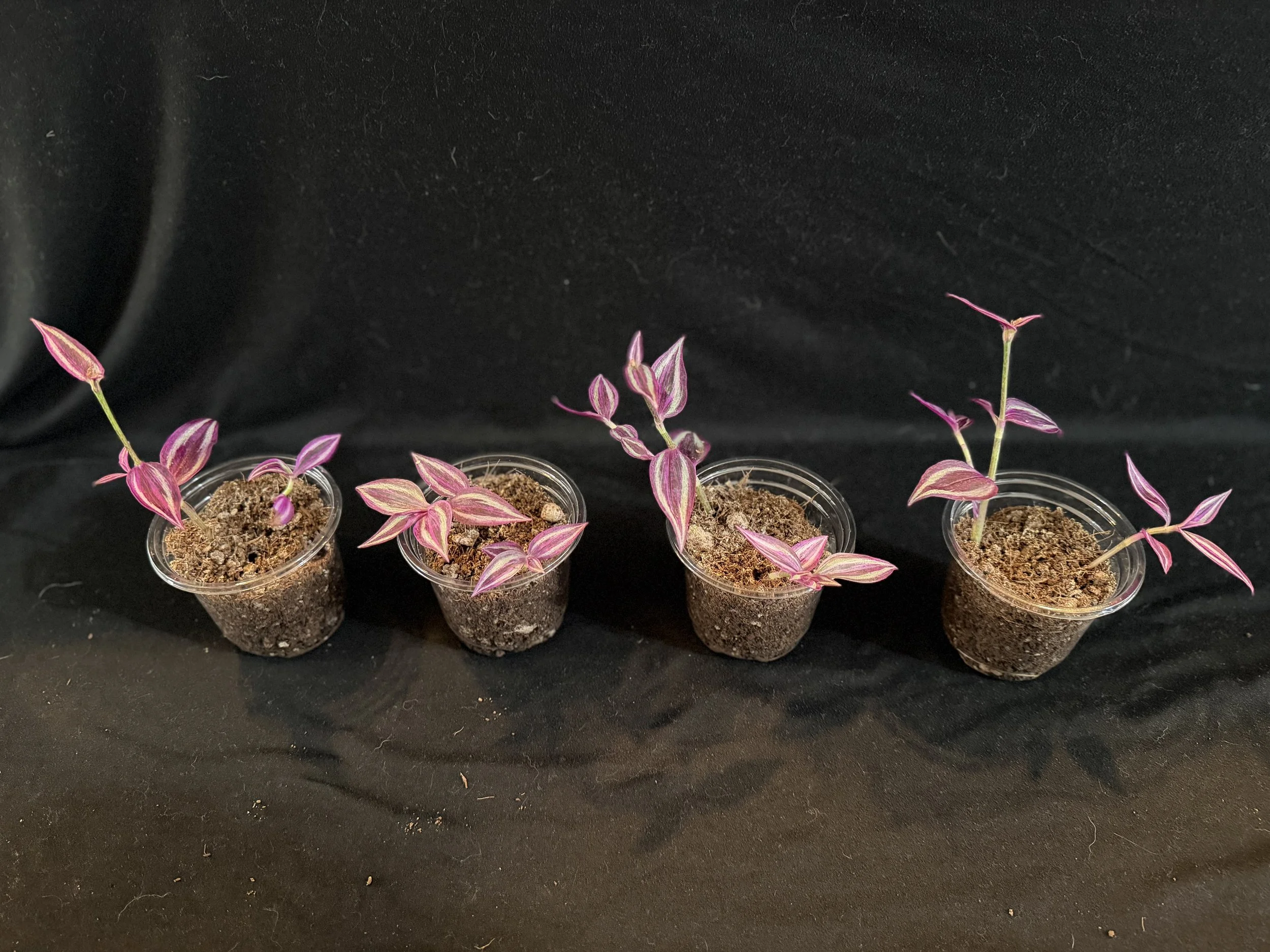 Tradescantia
