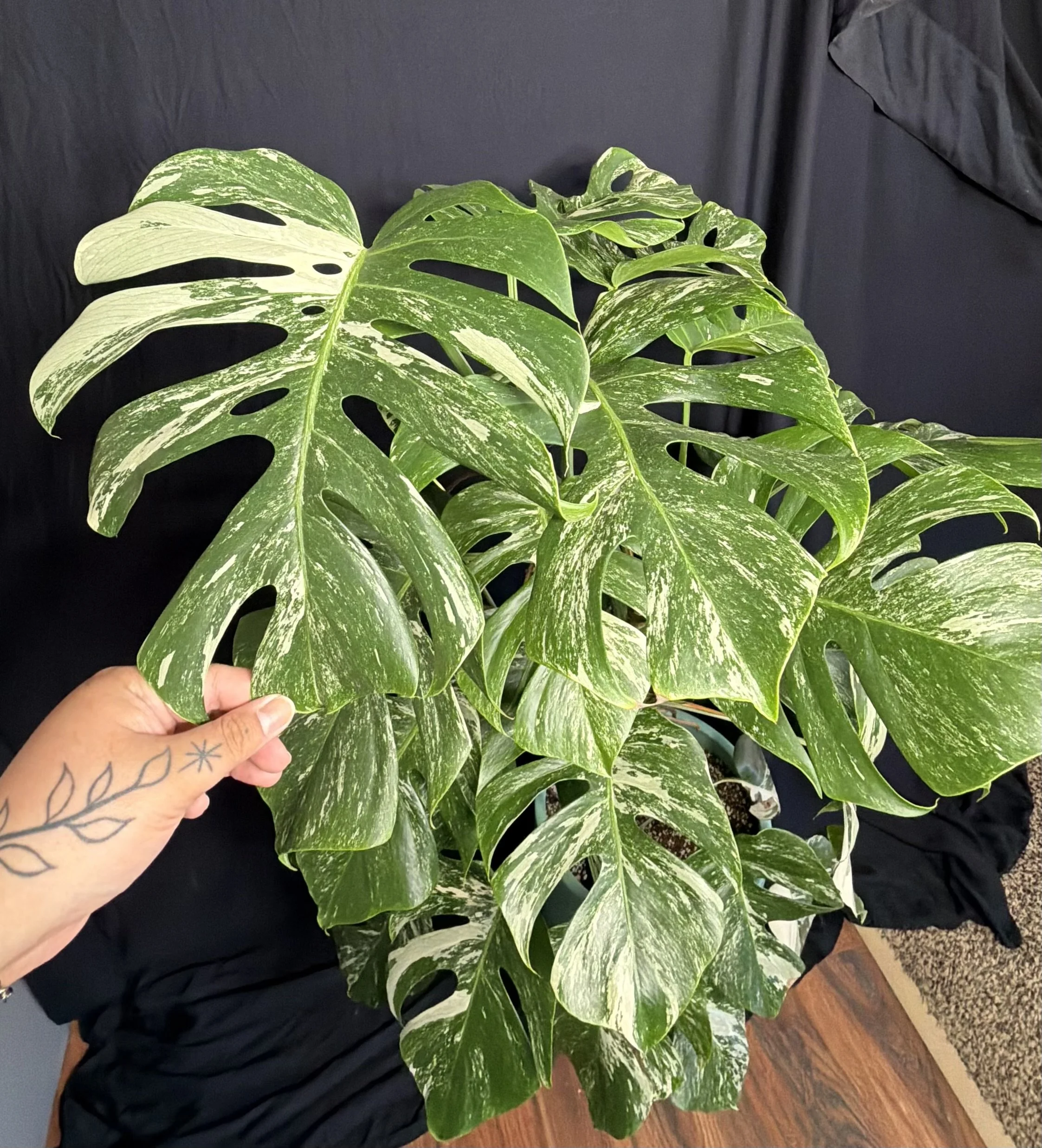 Premium Monstera Albo Mid Cutting