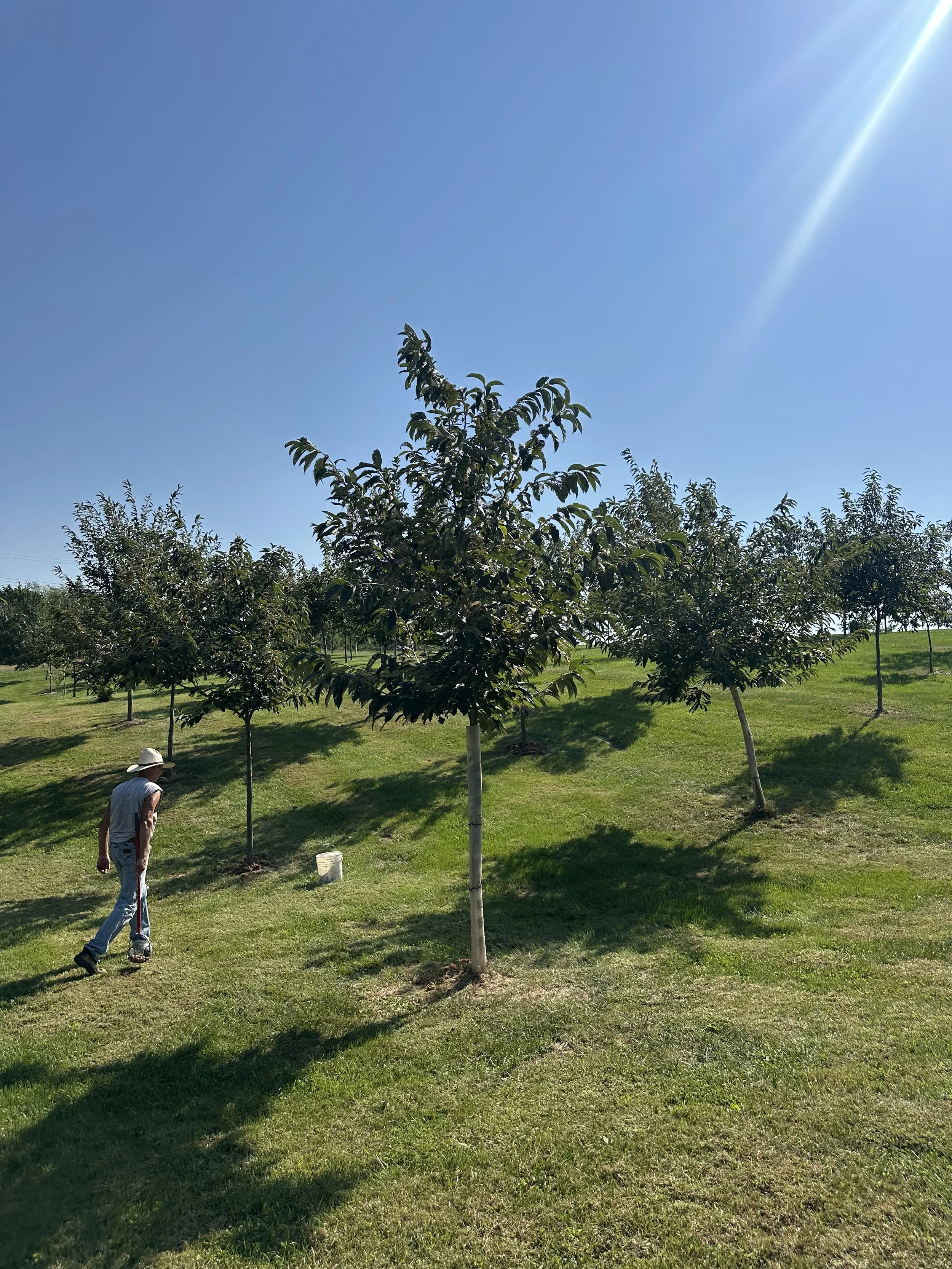 A person wearing a hat and gray vest walks across a green lawn in a park with multiple evenly spaced young trees under a clear blue sky.