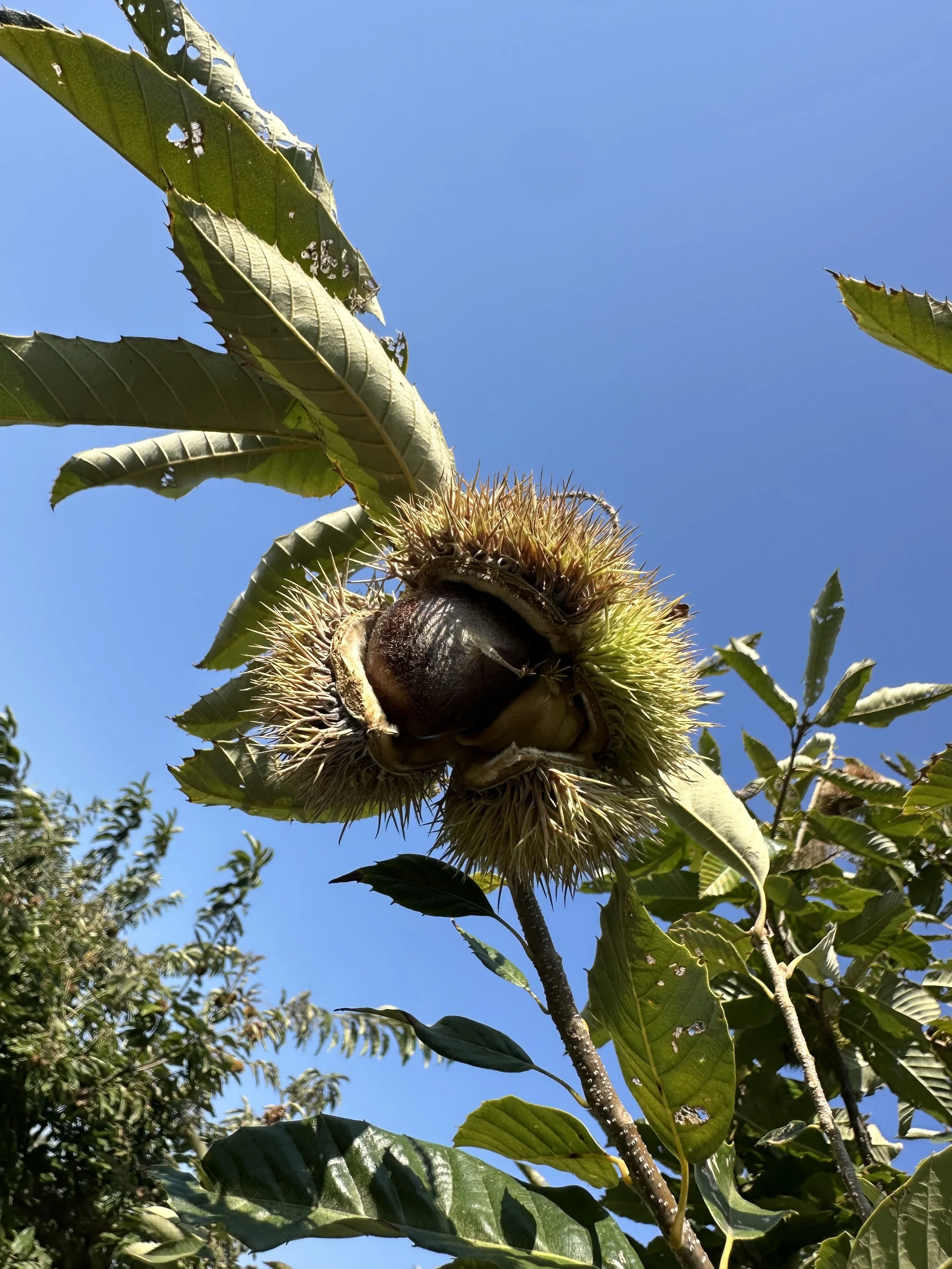 A close-up of a chestnut burr on a tree branch with green leaves, under a clear blue sky.