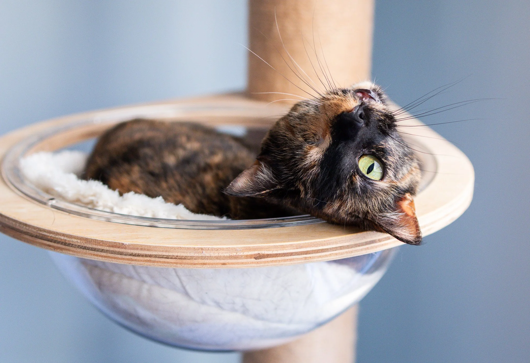 A tabby cat lying in a wooden and glass circular cat bed, looking up with green eyes.