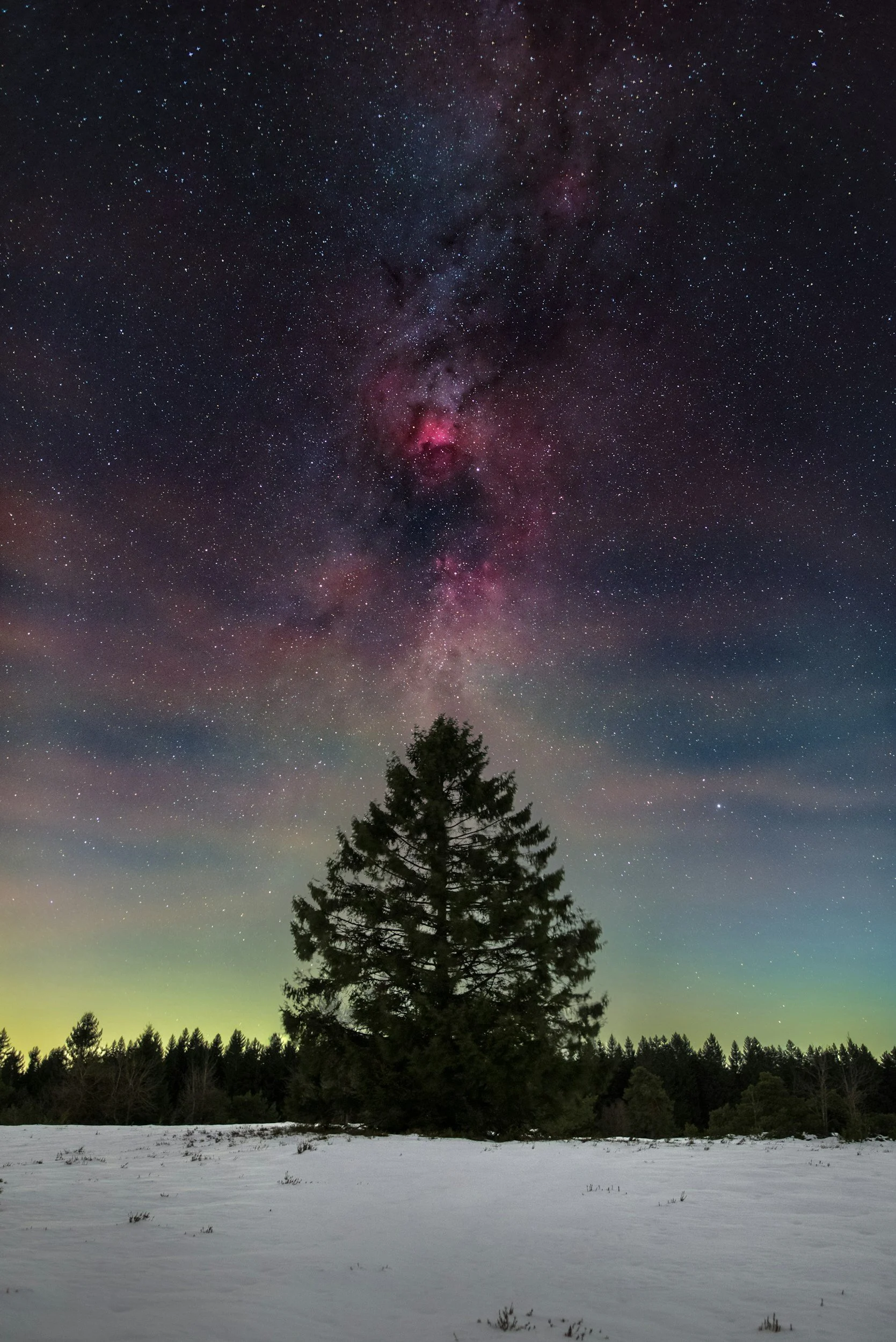 Nighttime landscape with a large pine tree in the foreground, snow covering the ground, a dark forest behind, and a colorful star-filled sky with the Milky Way galaxy above.