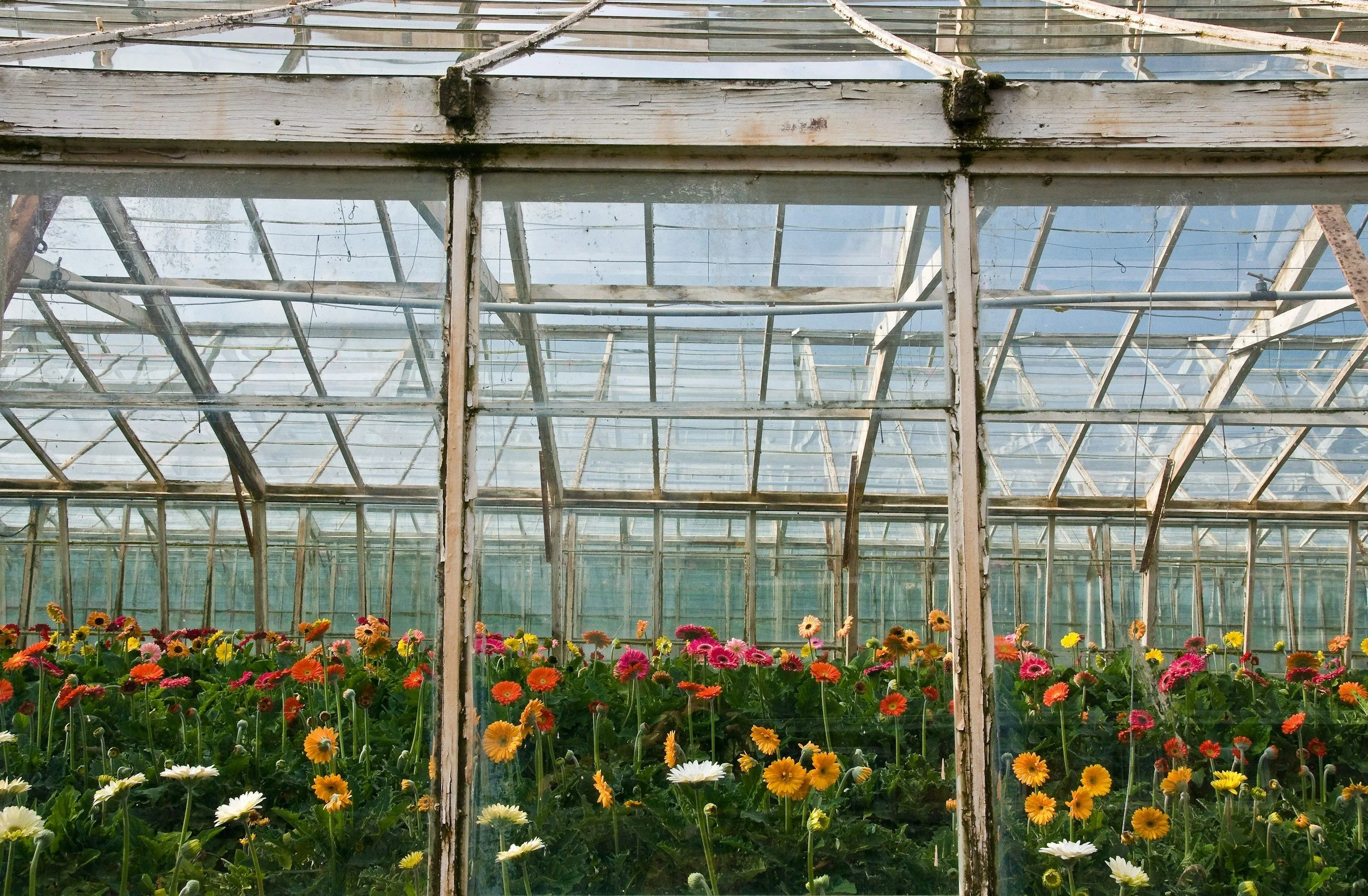 Inside a greenhouse with colorful flowers, including daisies, growing in rows. The greenhouse has a glass roof and weathered white metal framing.