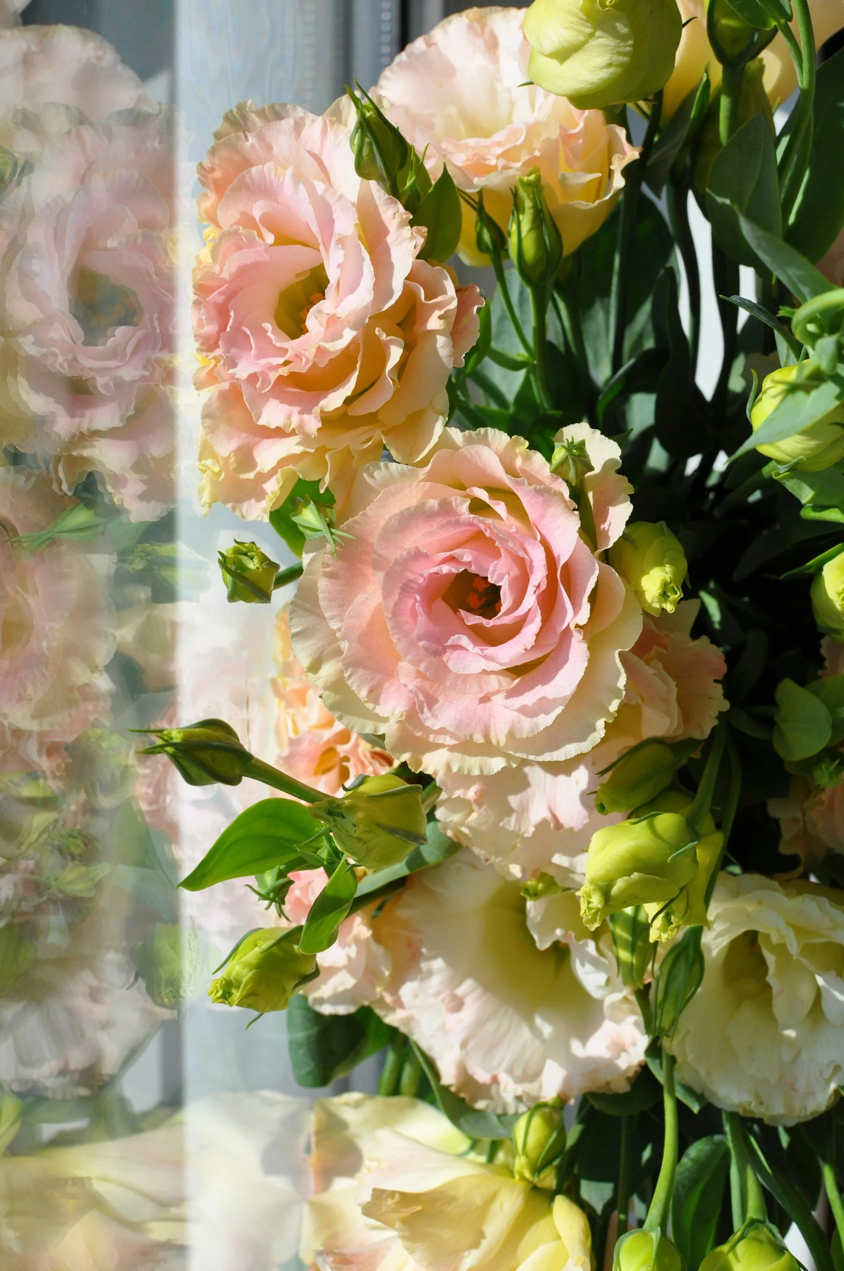 A bouquet of pink and cream colored eustoma flowers with green leaves and buds near a window.